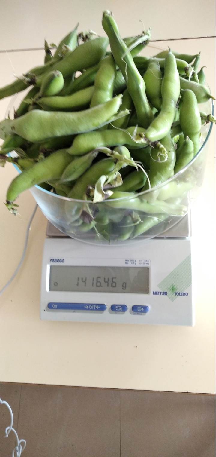 Recolha de favas da horta, pesagem e venda na comunidade educativa.