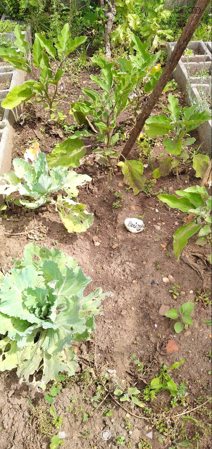 Desenvolvimento de beringelas, após plantação, com identificação usando pedras desenhadas pelos alunos do CAA, do Clube da Horta.