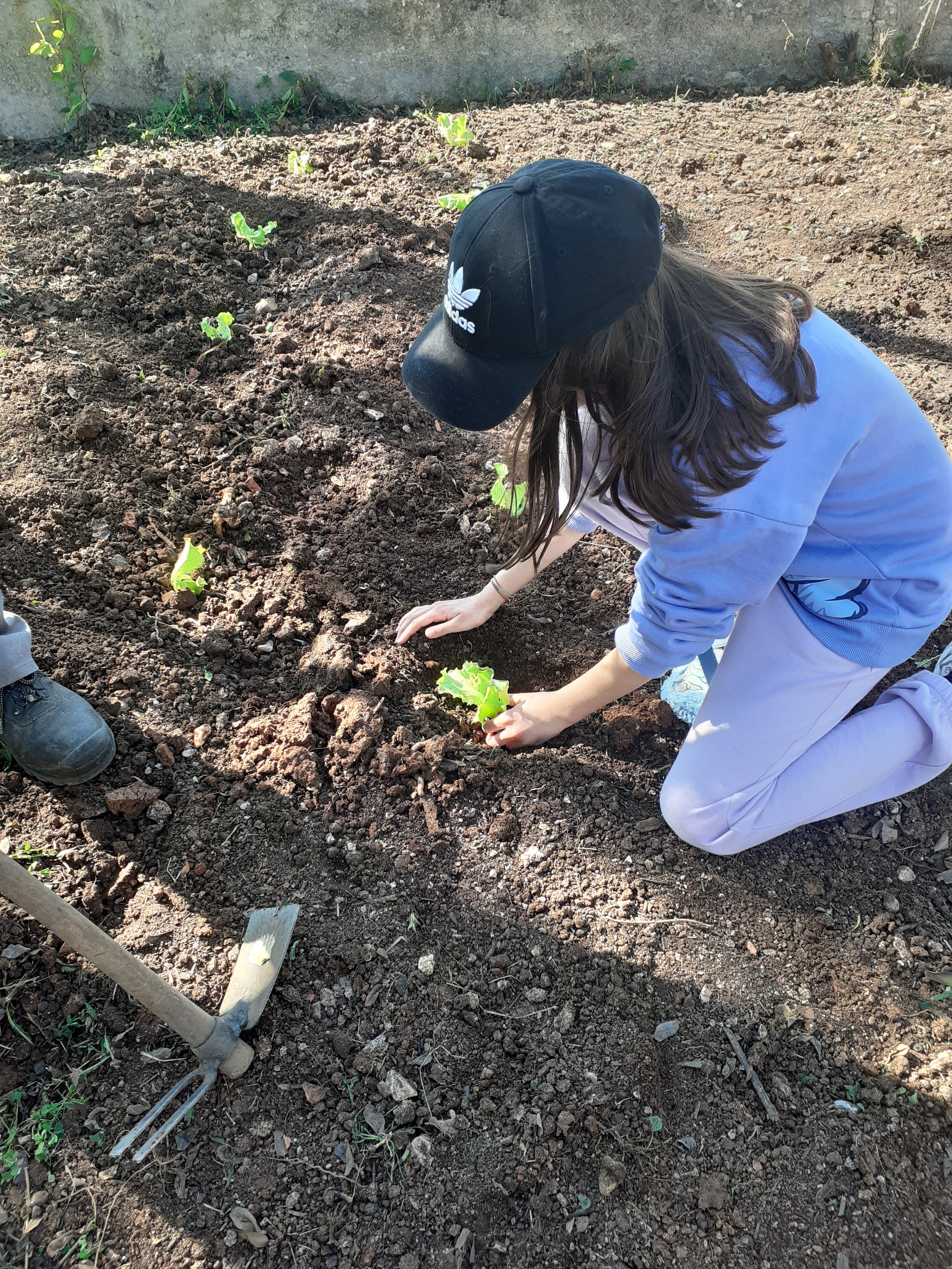 Plantação de alfaces