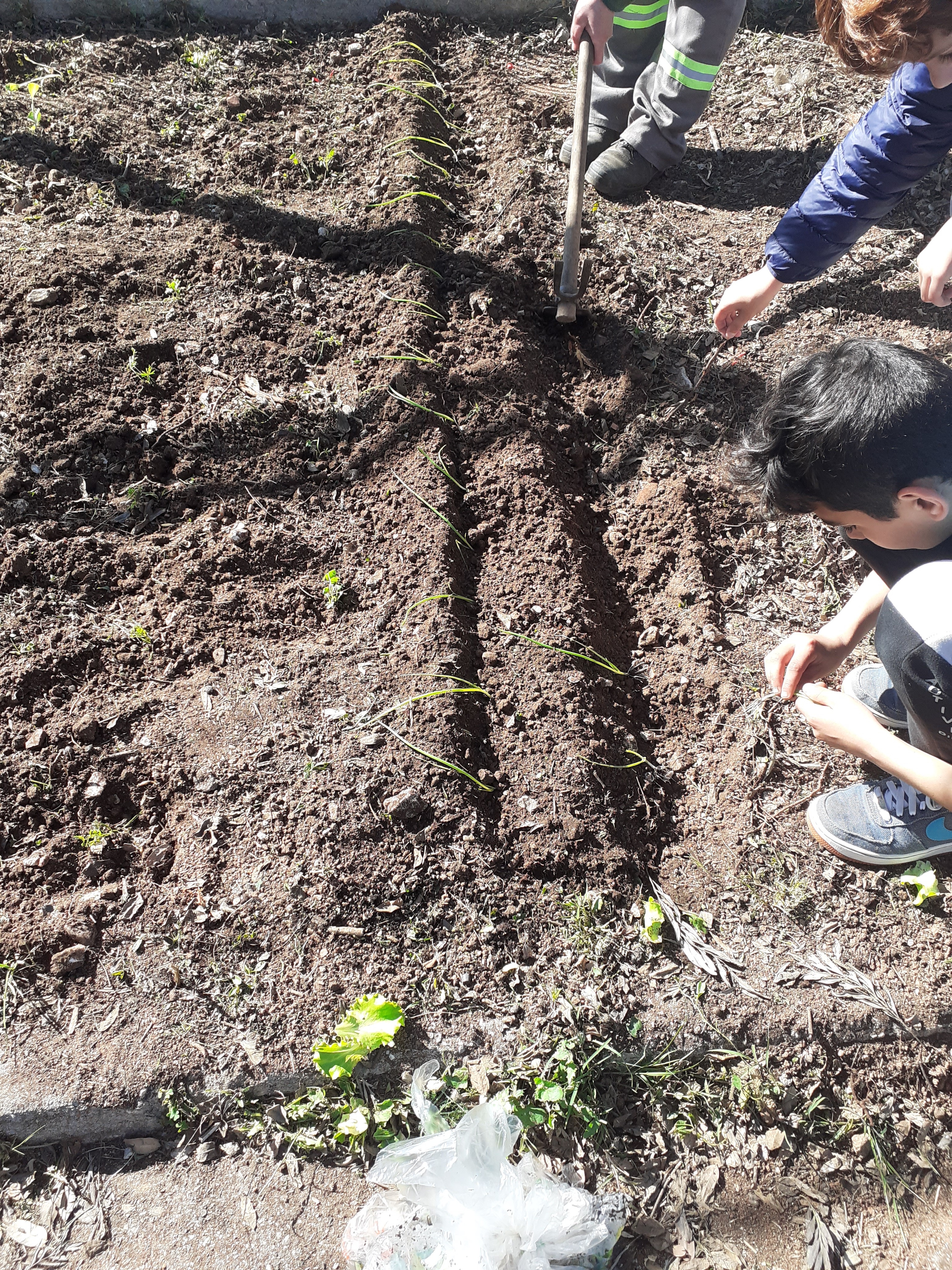 Plantação de cebolas