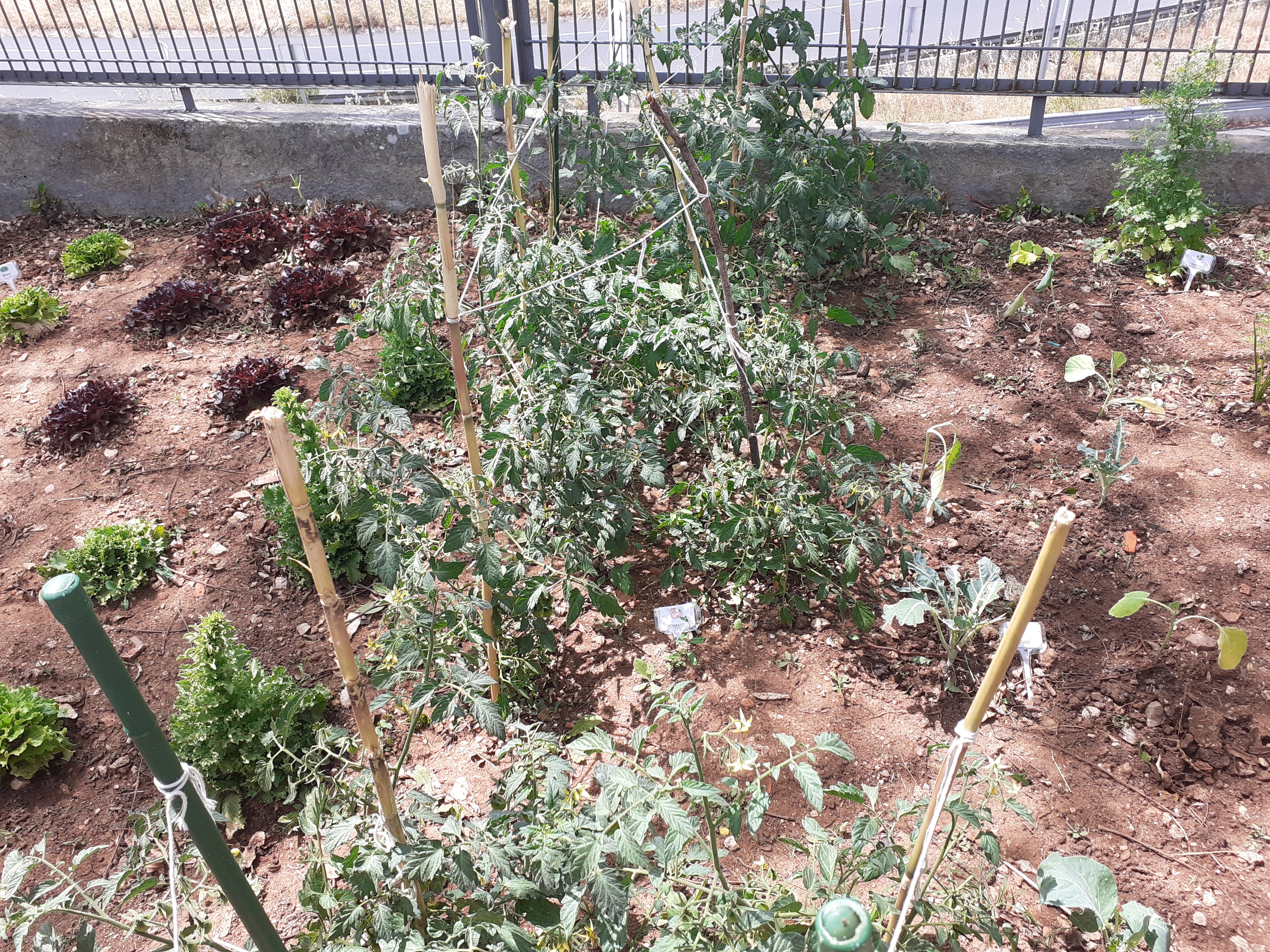 Horta- Alfaces_Tomates_Couves _salsa