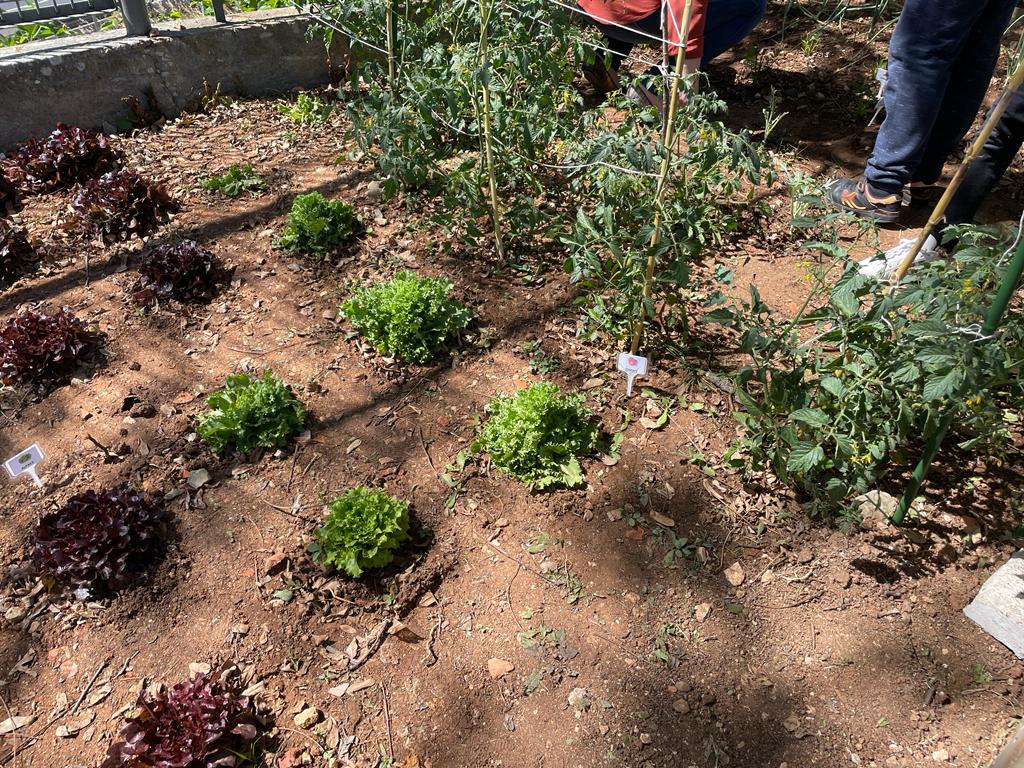 Identificação- Alfaces e tomates