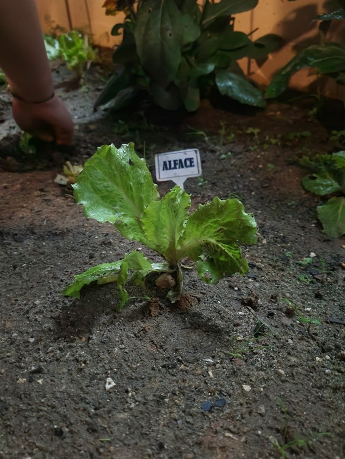 As alfaces em crescimento e outros legumes, mas sempre com identificação.