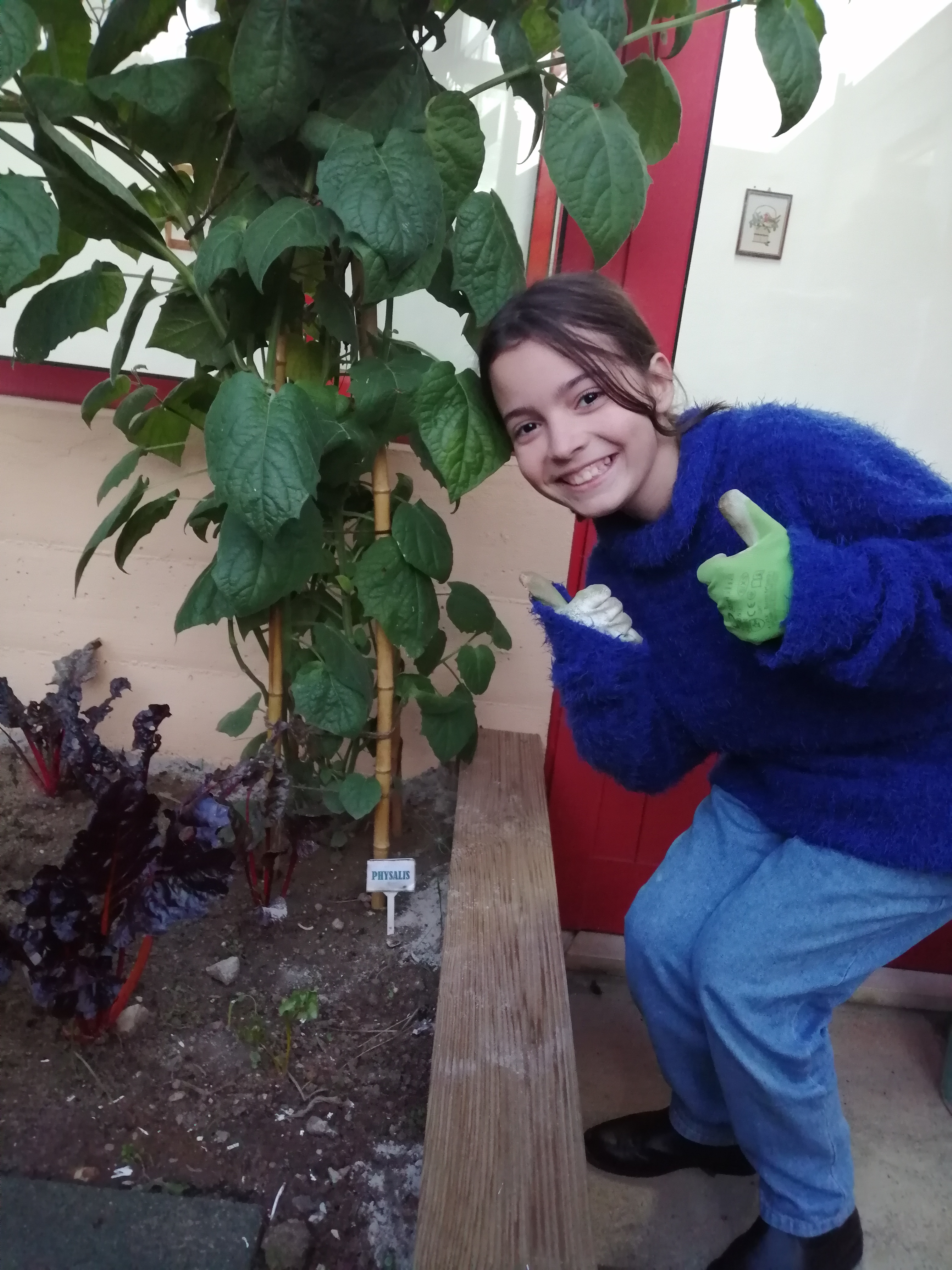 A physalis cresceu imenso e está cheia de flores e frutos em desenvolvimento.