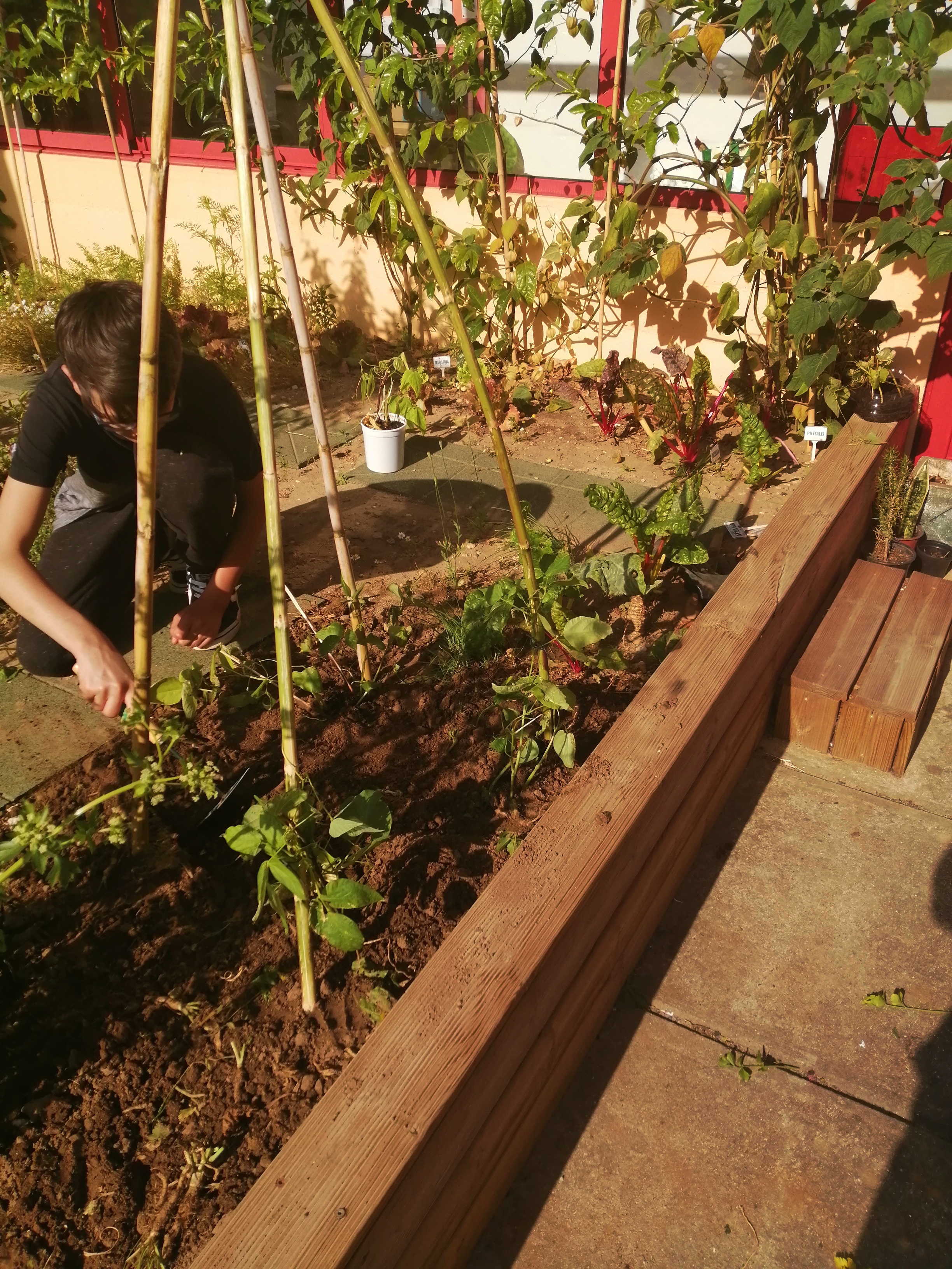 Depois das últimas colheitas, plantam-se novos legumes. Estes são os feijões que germinaram numa das atividades das aulas de ciências naturais de 8.º ano.
