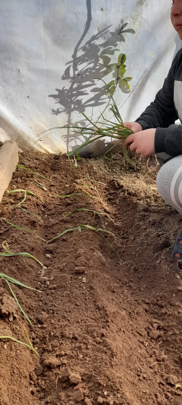 3-	EBSCC Horta Bio (Estufa) – Plantação de alho Francês.