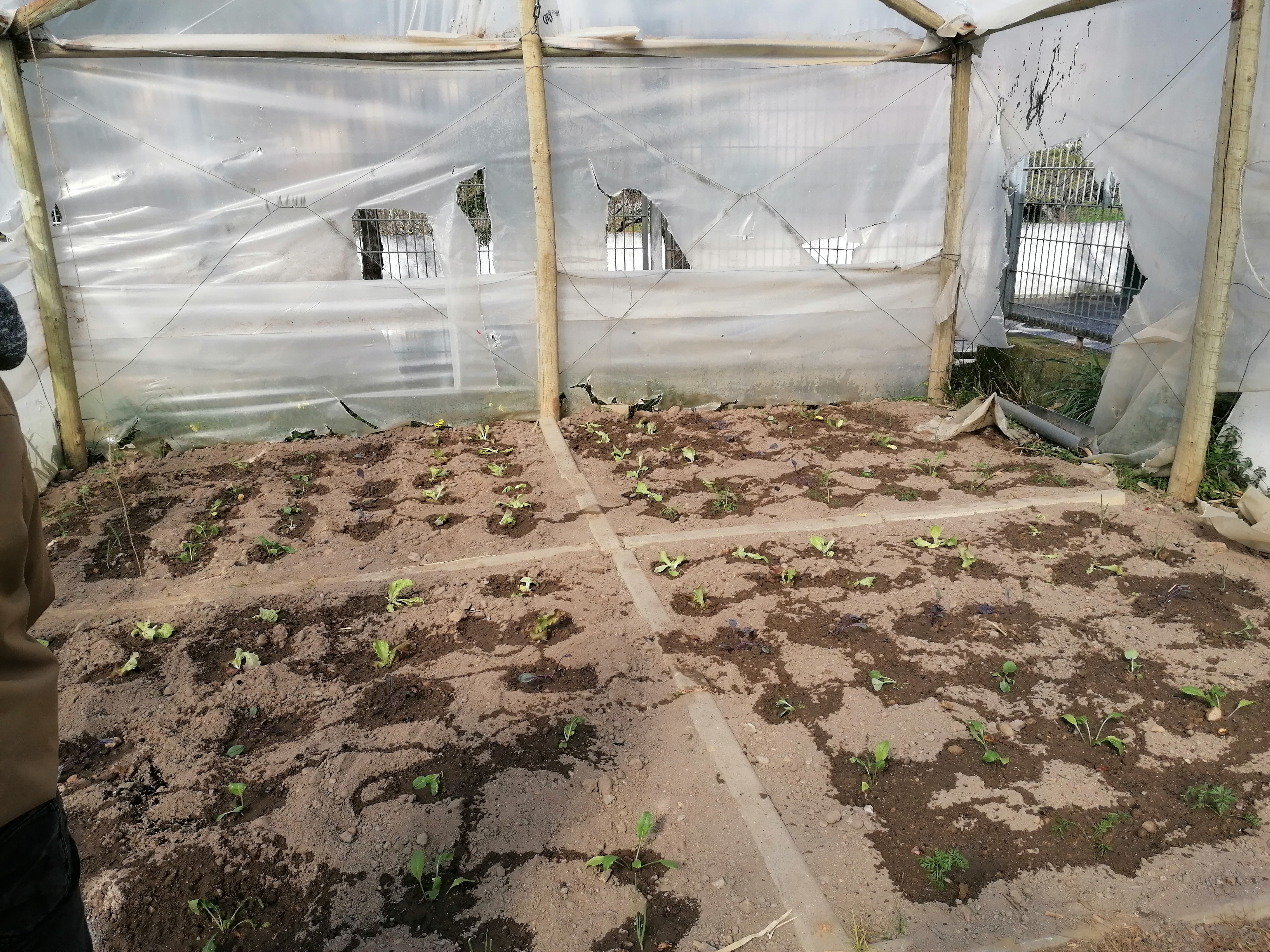 Plantação e rega de alfaces_2