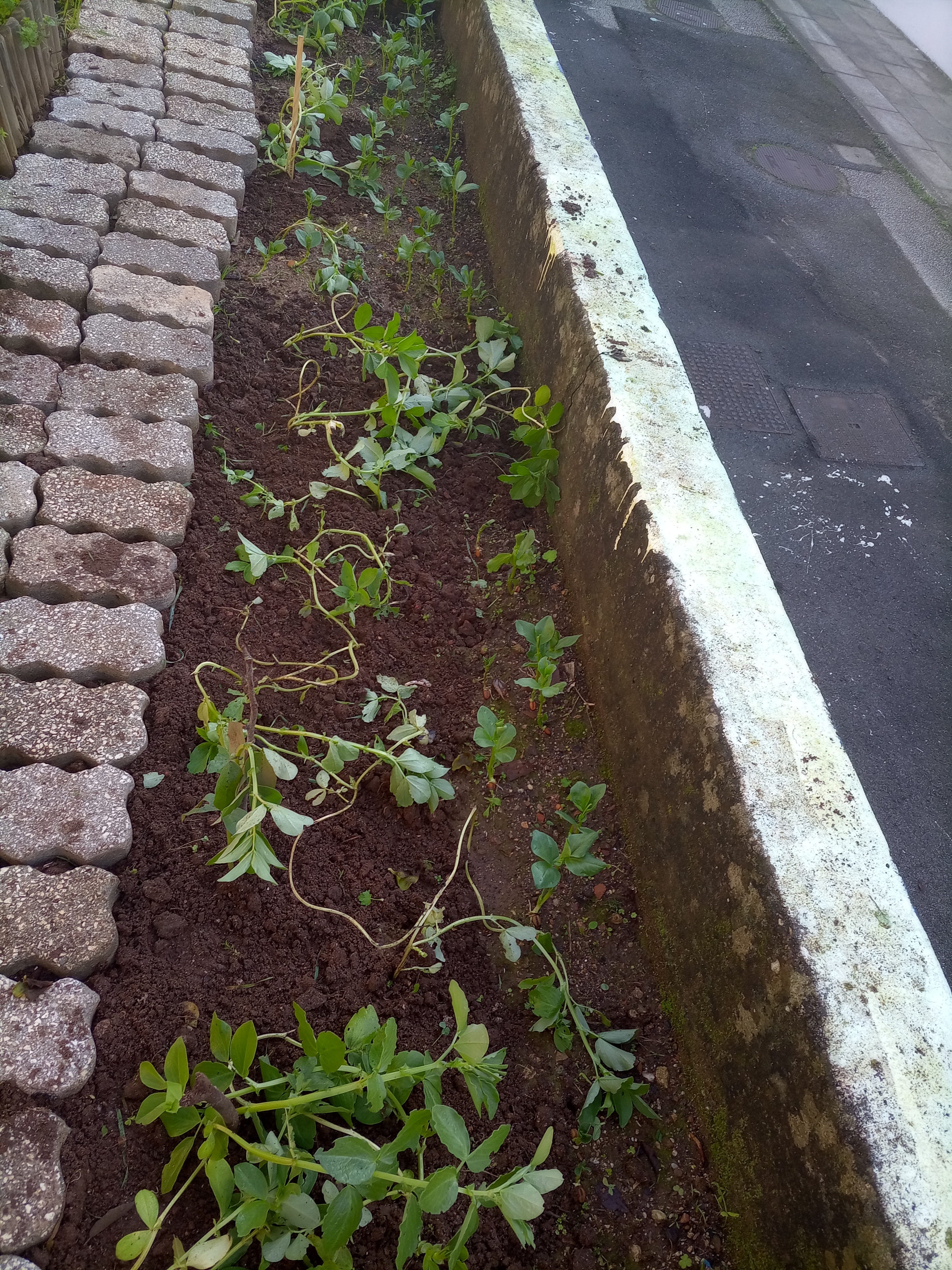 Favas plantadas.