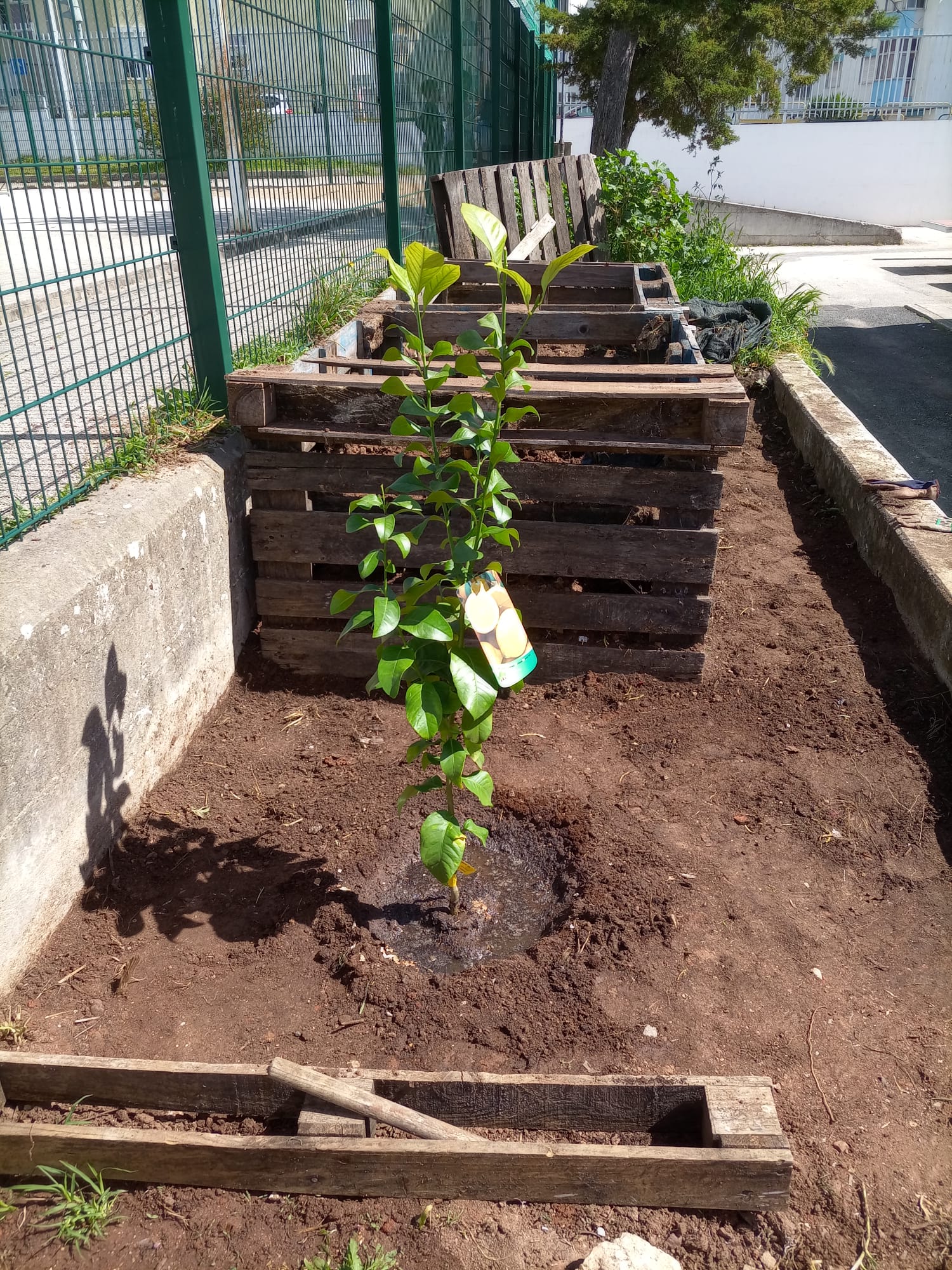Plantação de um limoeiro oferecido pela associação de pais da escola.