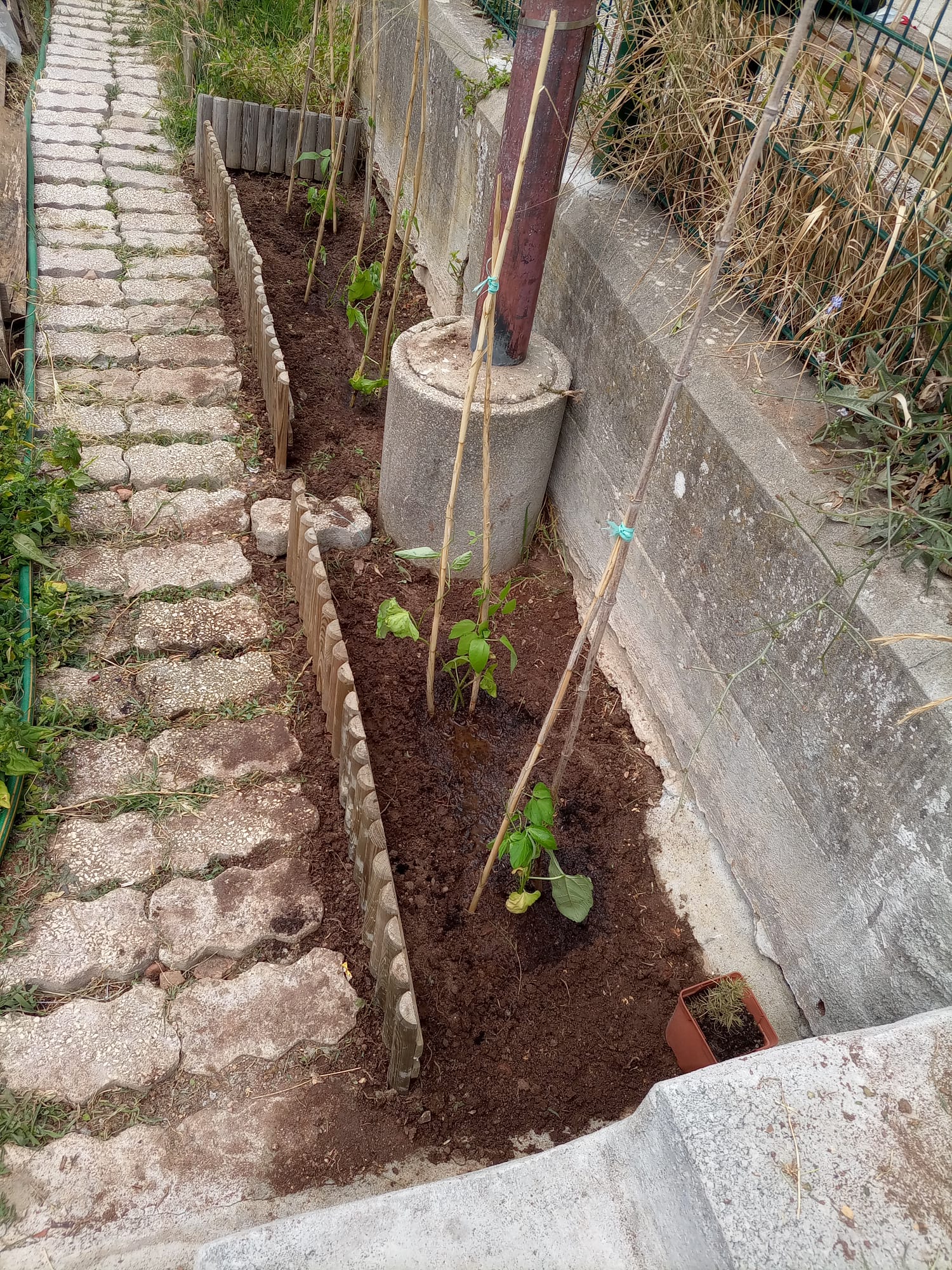 Plantação de feijão verde