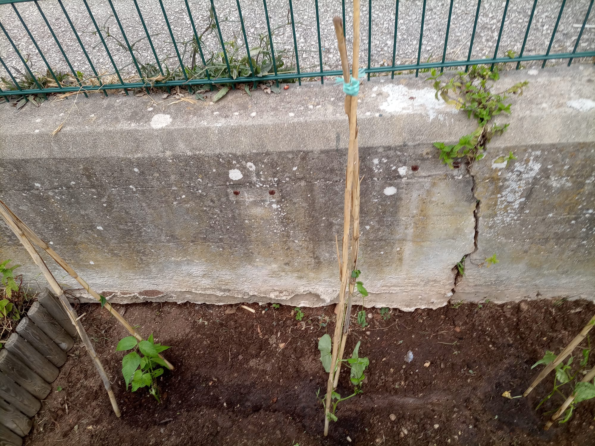 Plantação de feijão verde