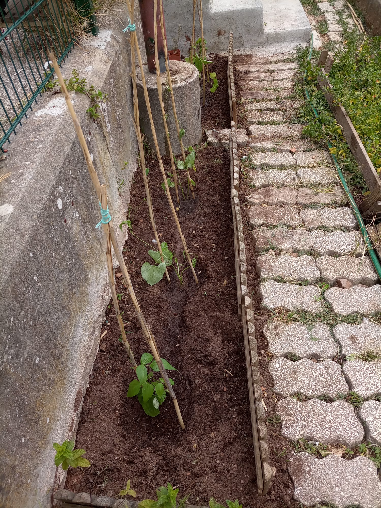 Plantação de feijão verde
