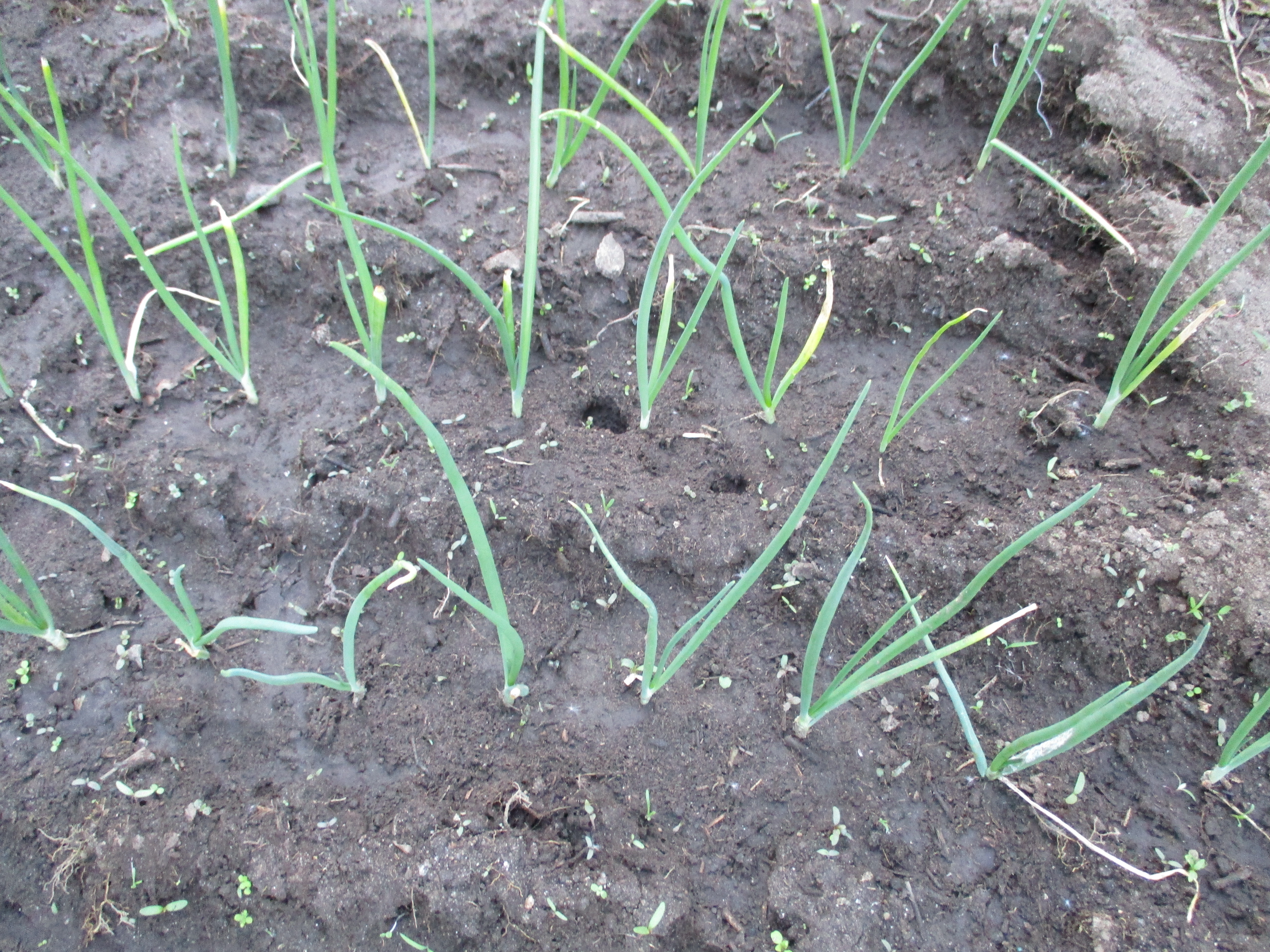 Cebolo.