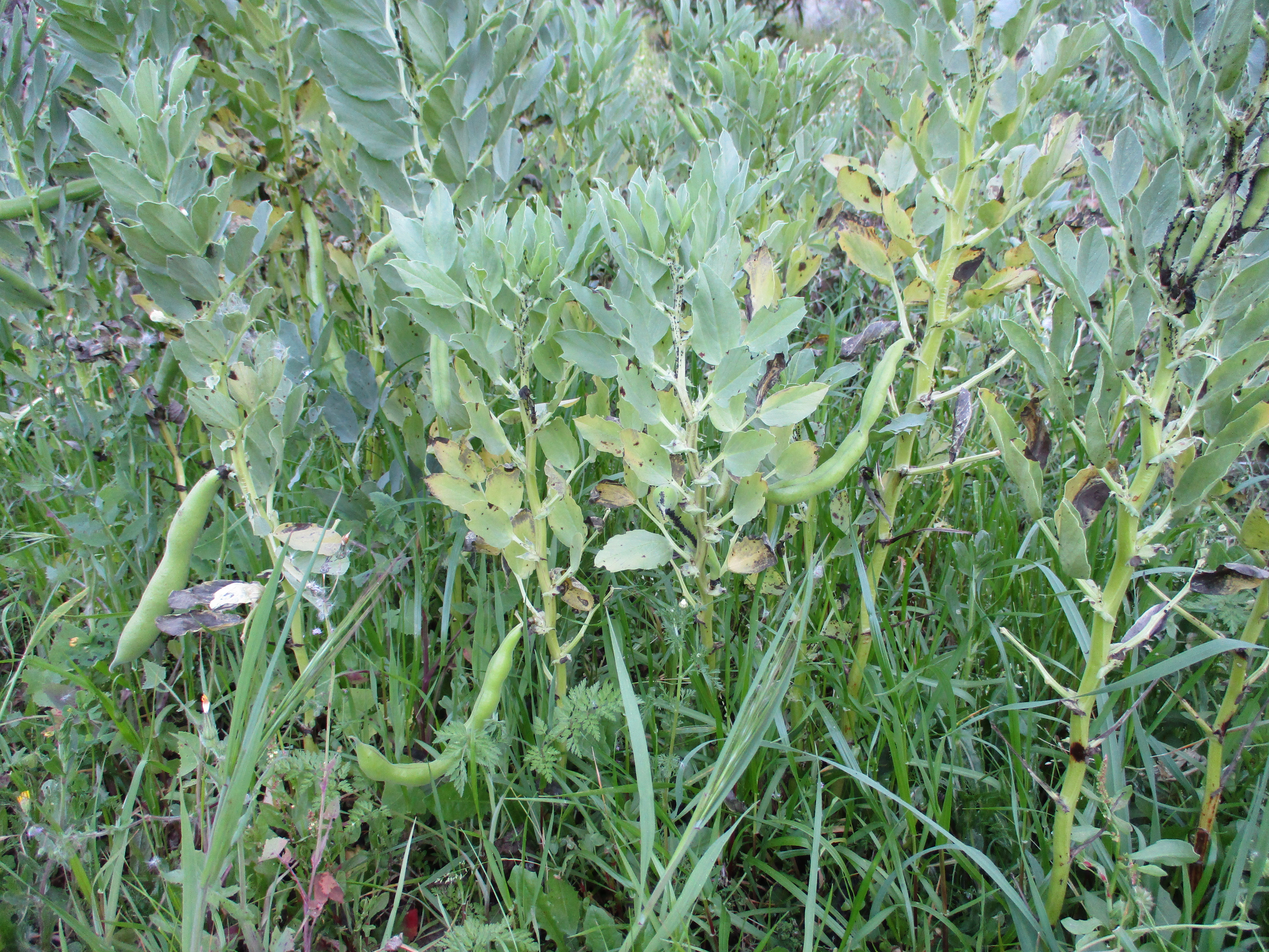 Favas
