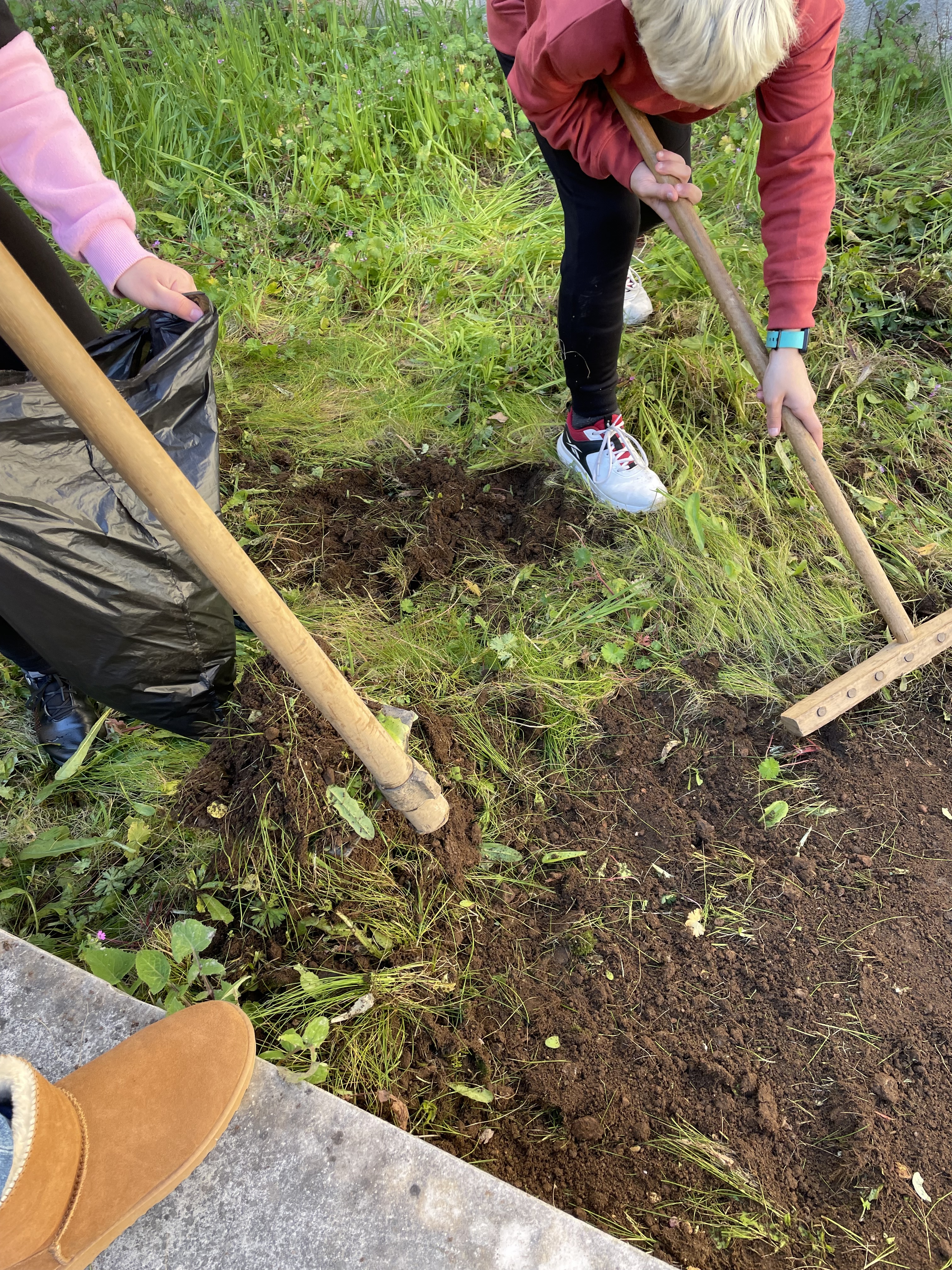 Recolha de algumas plantas invasoras para colocação no compostor.