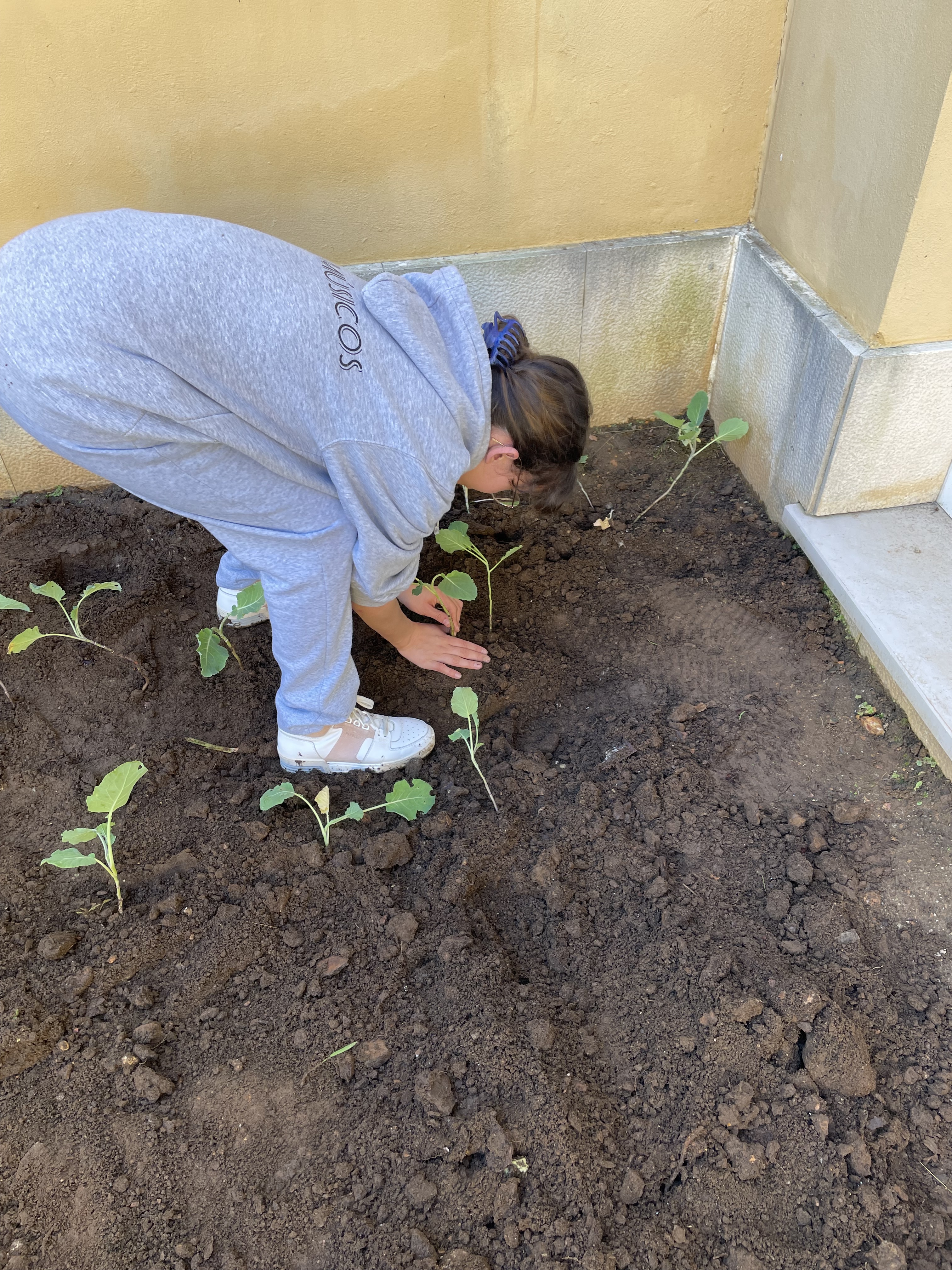 Plantação de couve galega.