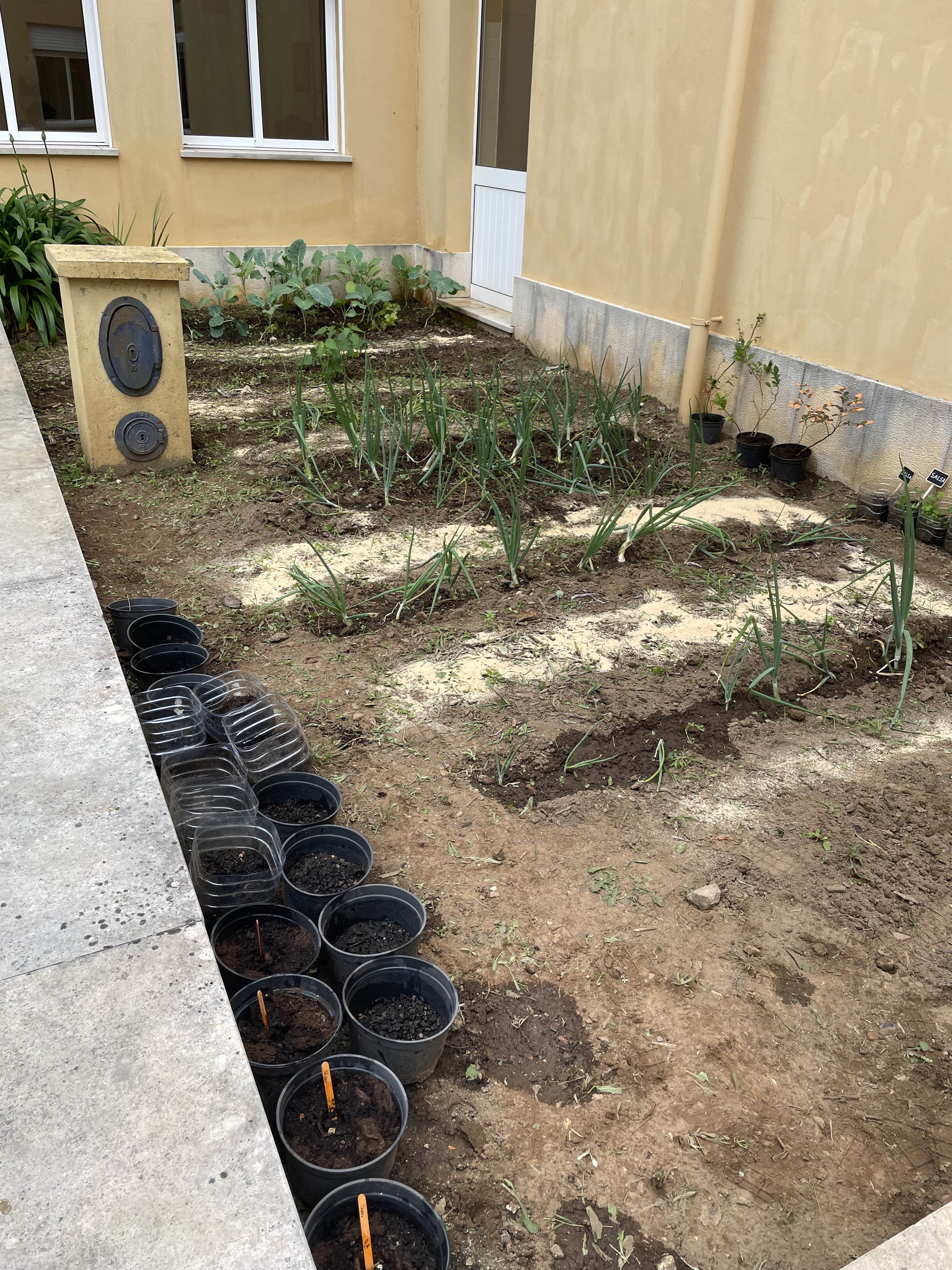 Horta biológica da nossa escola.