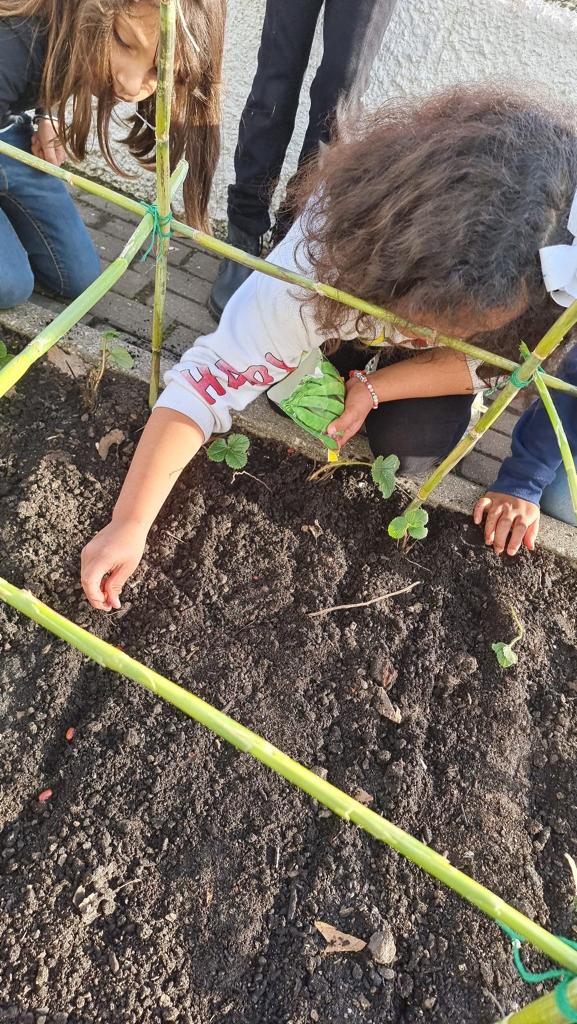 A foto 2 representa a sementeira de uma variedade de feijão verde. Foram colocadas estacas de canas no terreno para que as novas plantas de feijão possam trepar.