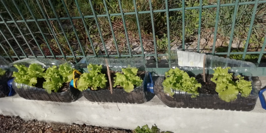 A foto 6 representa a plantação de alfaces também em garrafões de plástico. Existem alfaces de duas variedades diferentes, mas estão ambas com bom desenvolvimento.