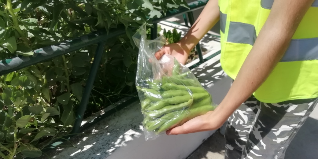 A foto representa uma das colheitas de favas. Semanalmente as favas eram colhidas.