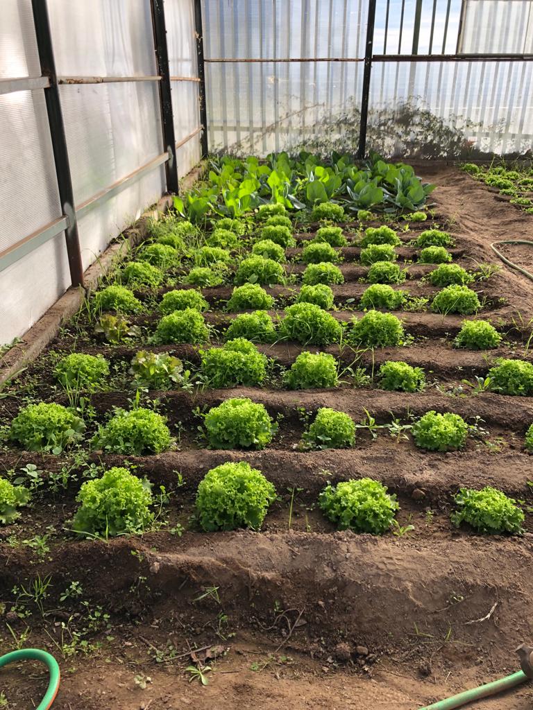 Desenvolvimento das plantações
