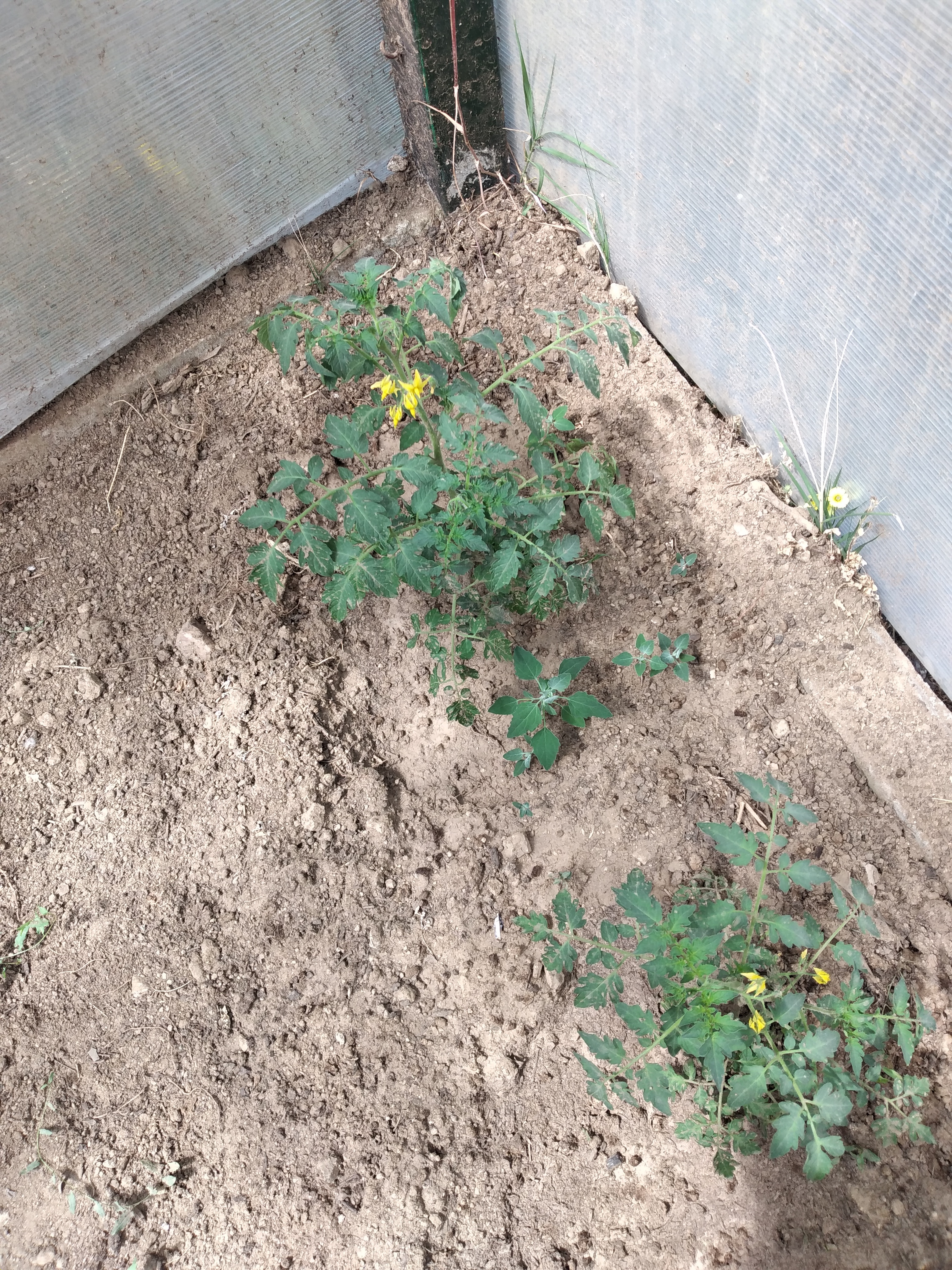 Desenvolvimento da plantação de tomateiros