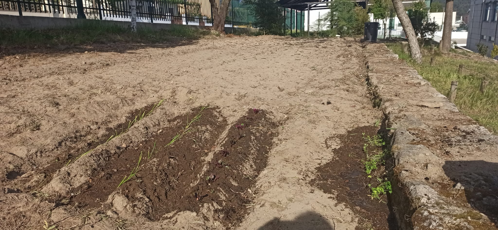 Plantação de cebolo, alface e salsa