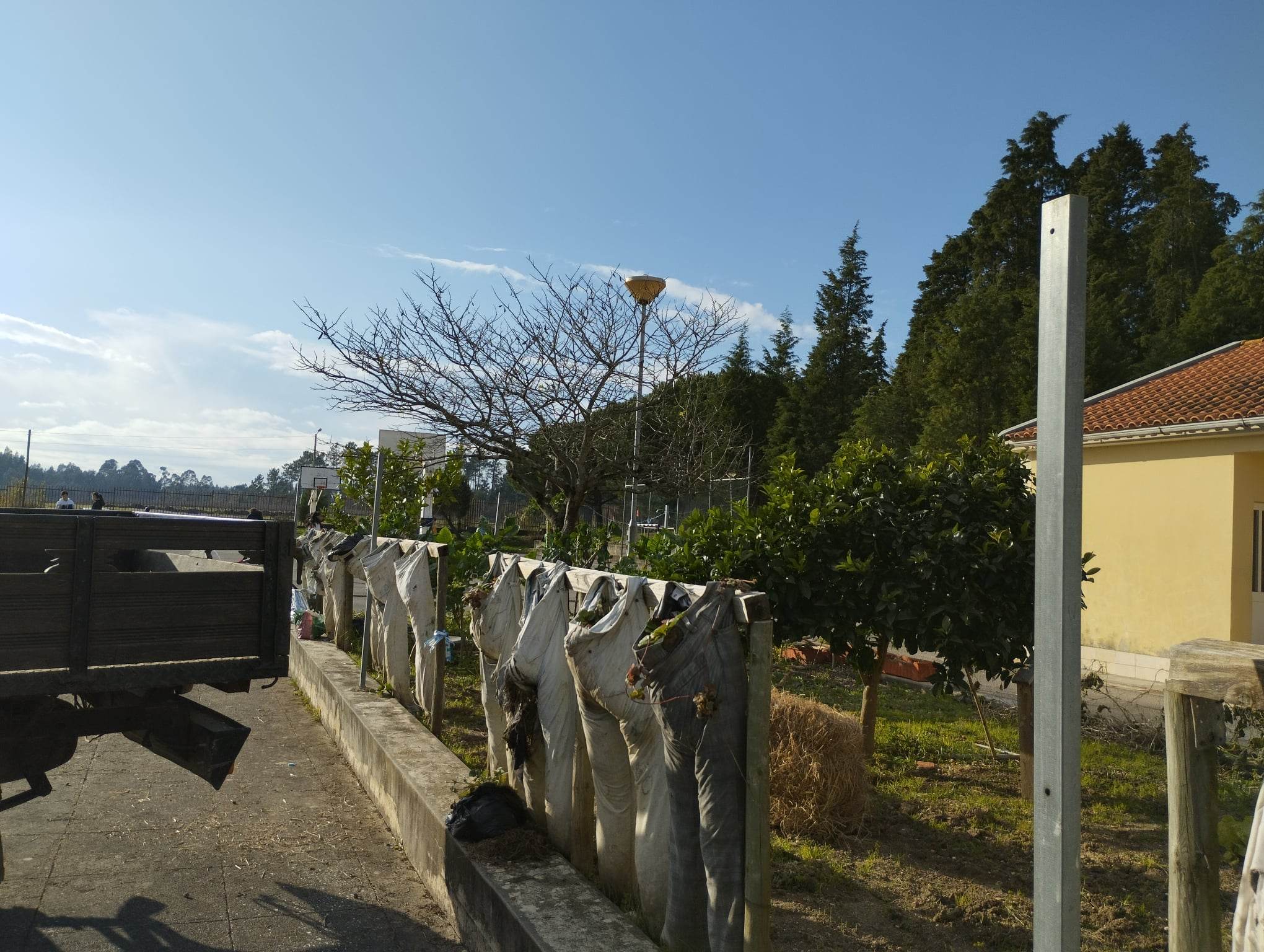 Renovação dos "canteiros-calças" para morangueiros