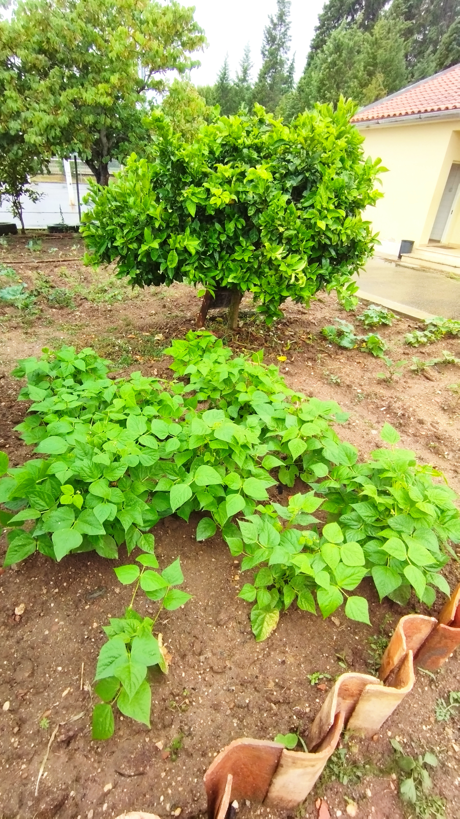 Feijão verde