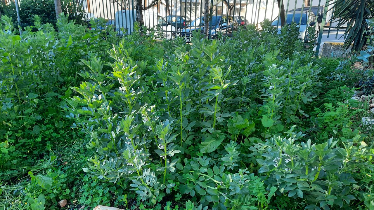 Canteiro  de favas.