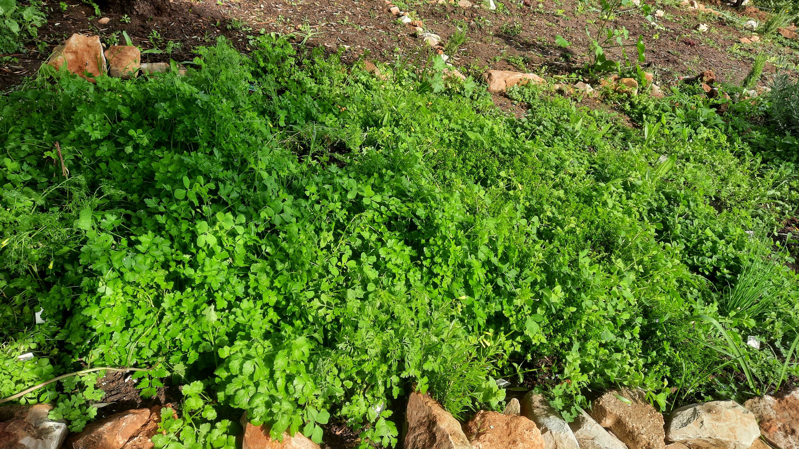 Canteiro de aromáticas.