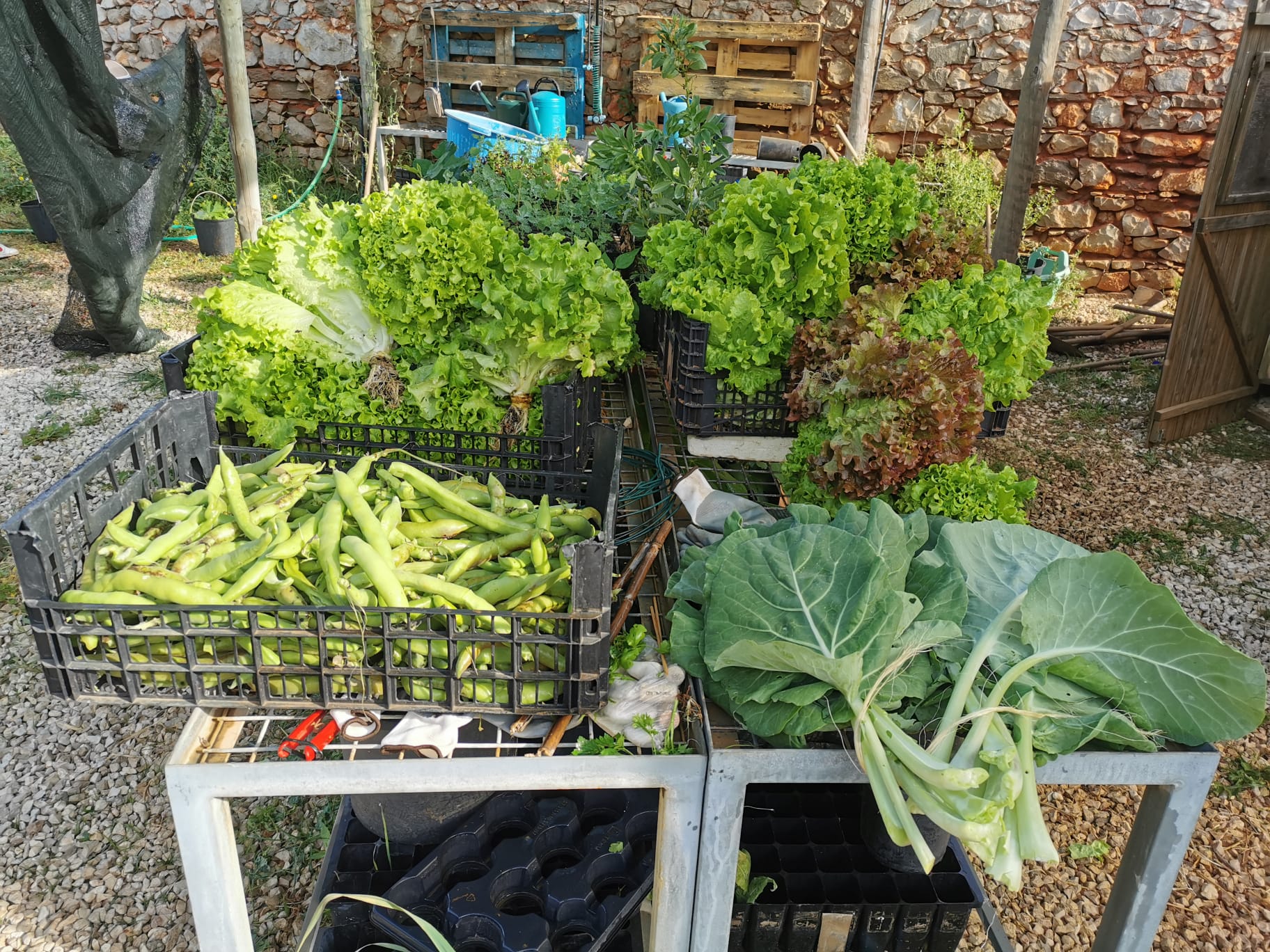 Beterrabas, alfaces e favas recolhidas a 21 de abril, no Dia da Terra e Dia  Eco-Escola, para venda.