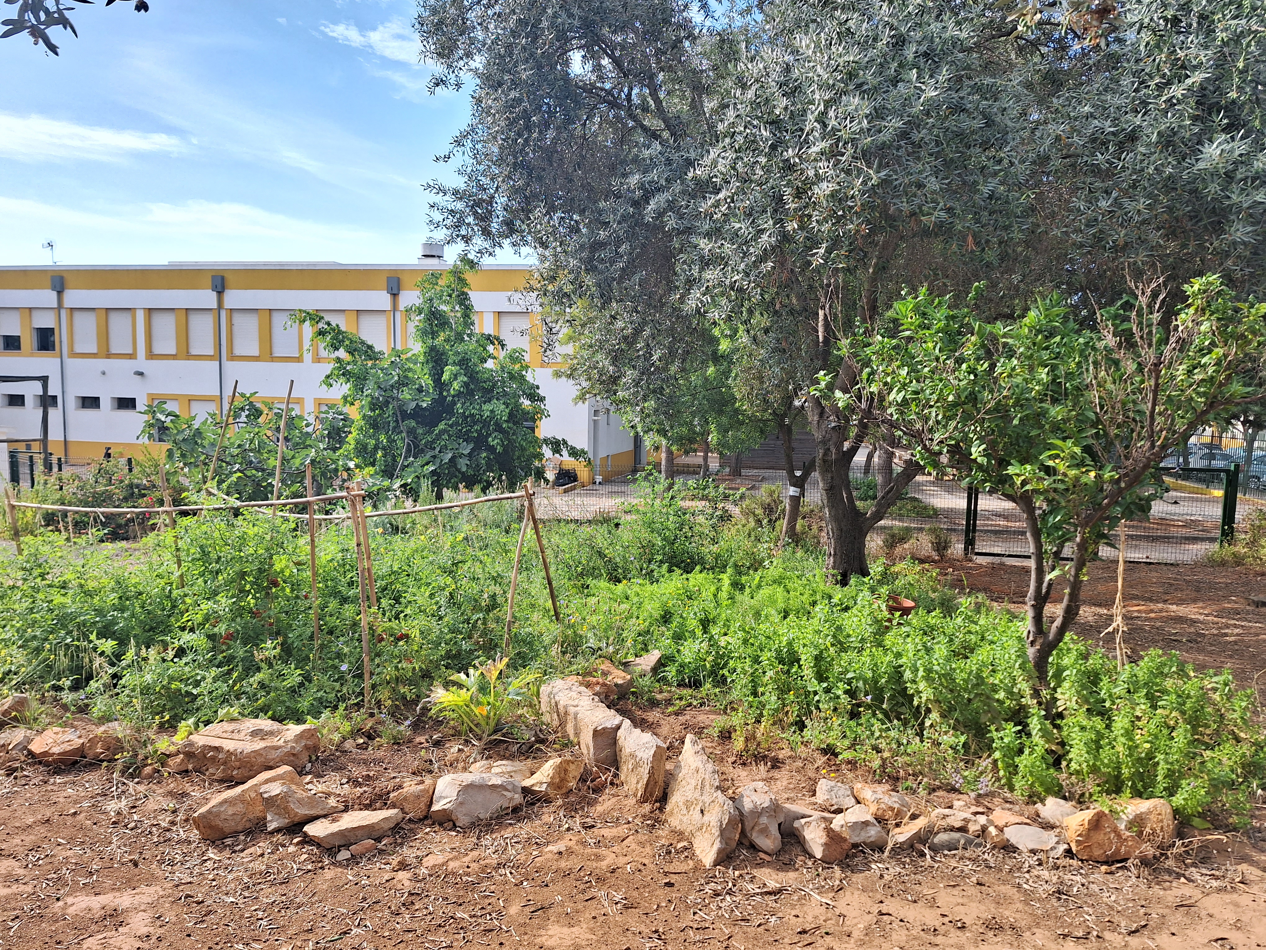 Visaõ dos canteiro com aromáticas diversas, incluindo hirtelã  utilizada na escola e o canteiro de Tomate-cherry, já desenvolvido e com estacas.