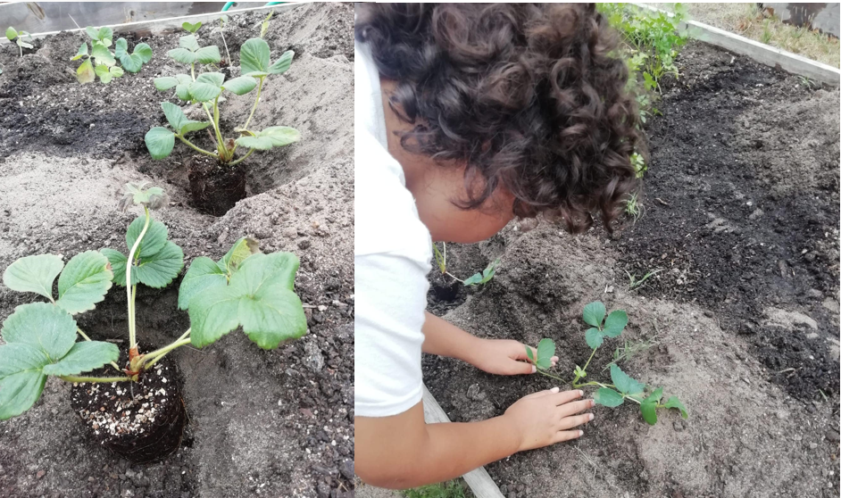 Plantação de morangueiros