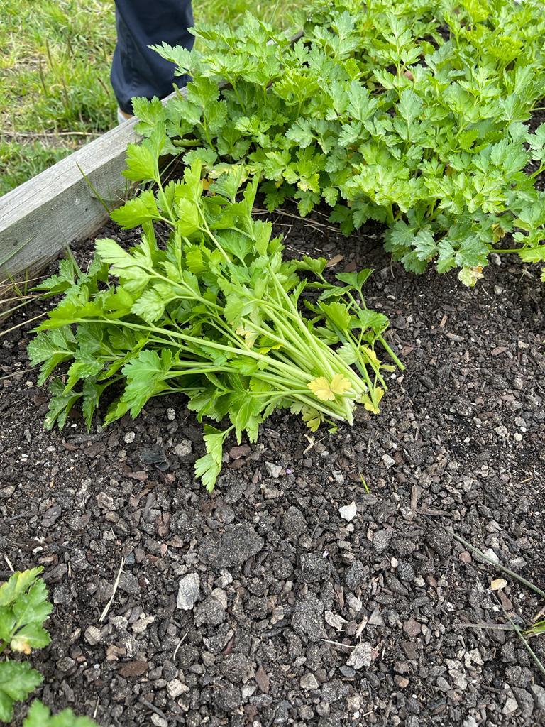 Colheita de plantas aromáticas