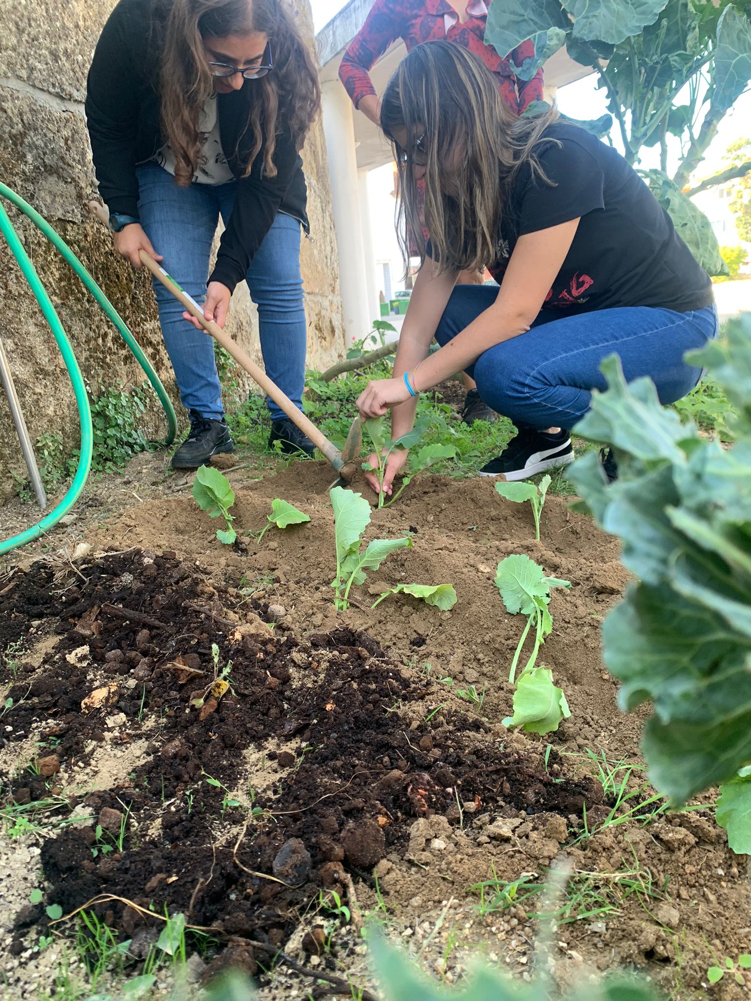 Primeiras plantações na horta.