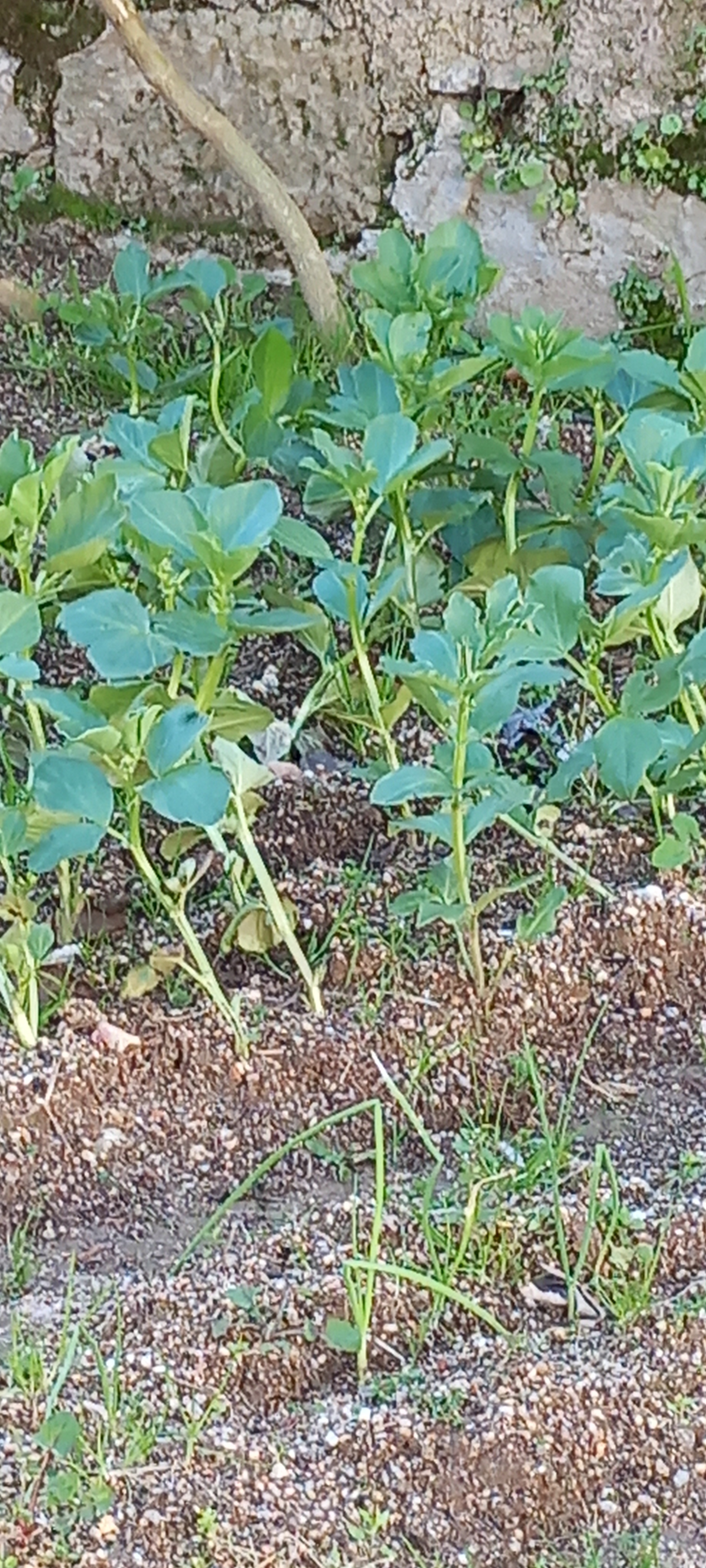 Favas na nossa horta.