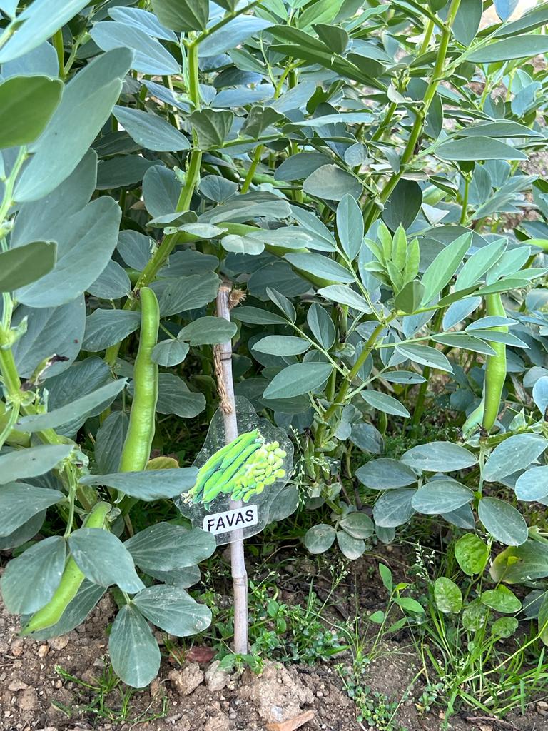 Produção de favas.
