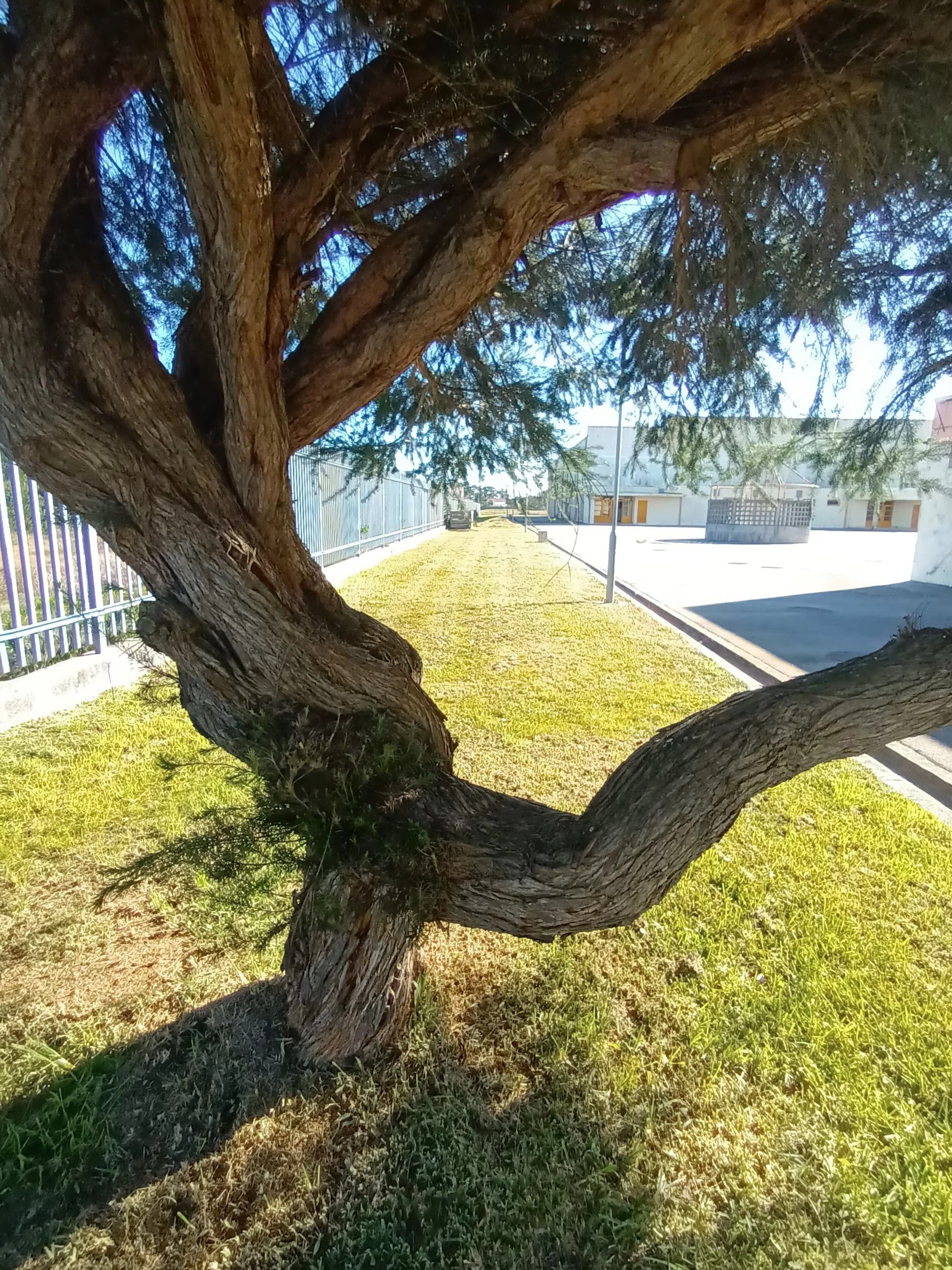 Limite norte da Escola, com possibilidade de plantação de canteiros para aromáticas, ou flores, ou hortas biológicas.