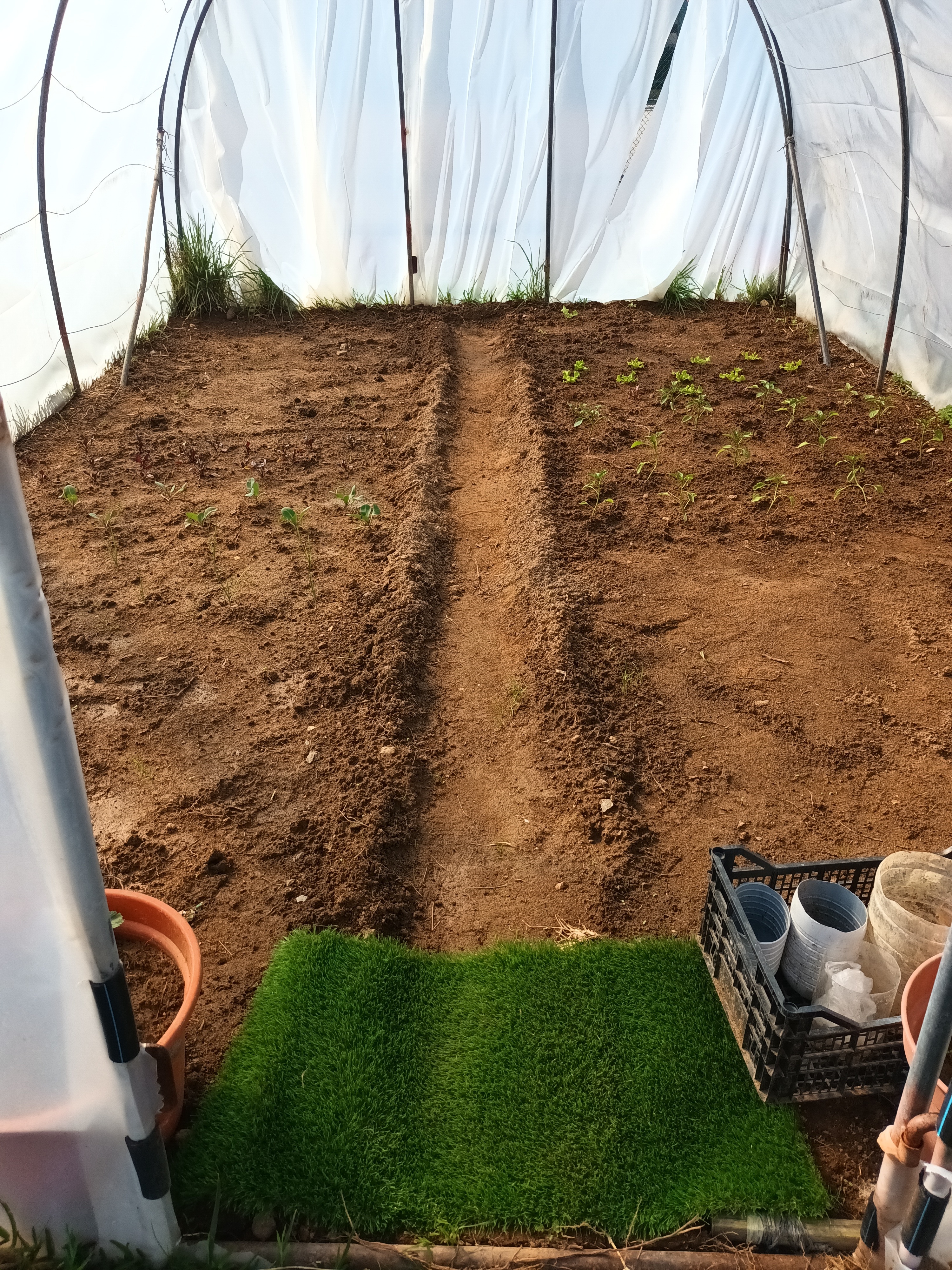 Plantação de hortícolas 7º AT