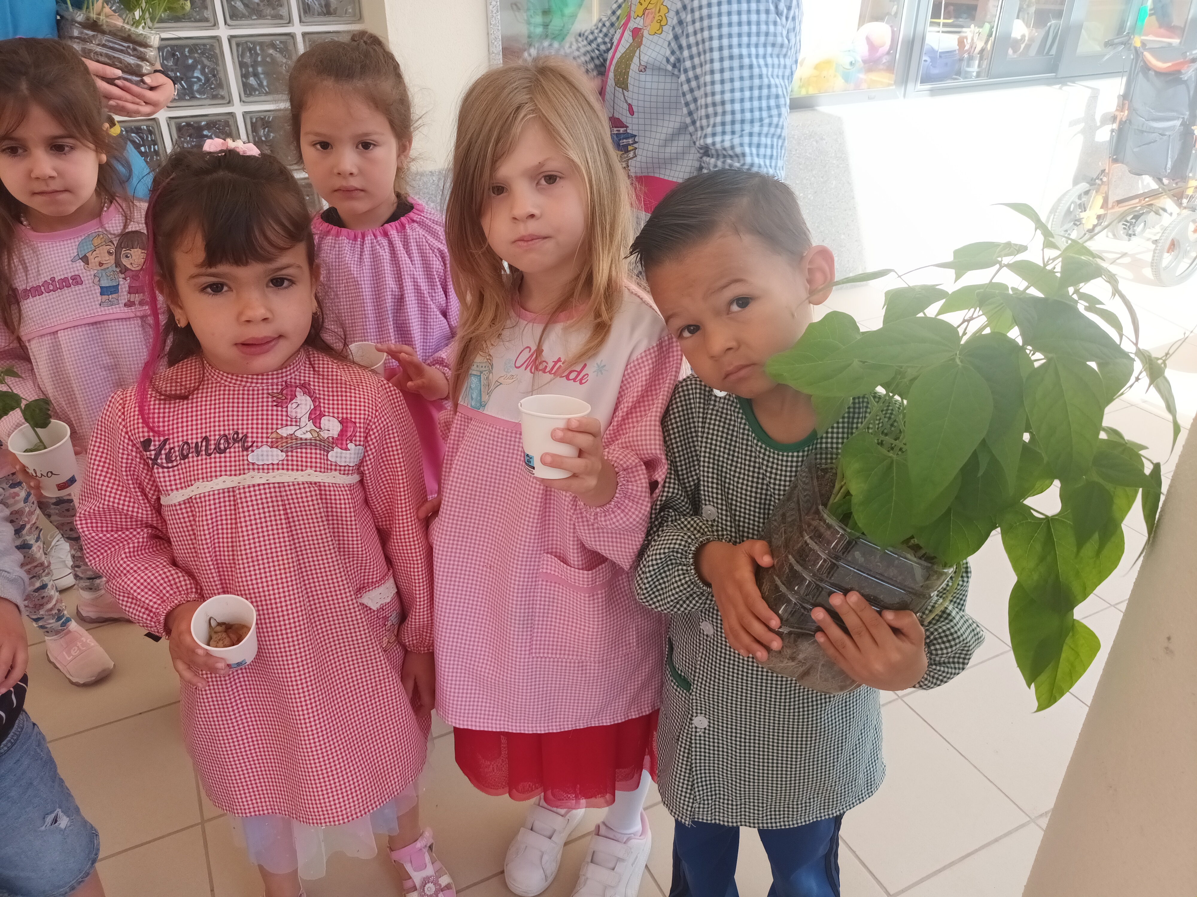 Resultado da germinação em sala e transplantação para dentro da estufa - alunos do pré escolar