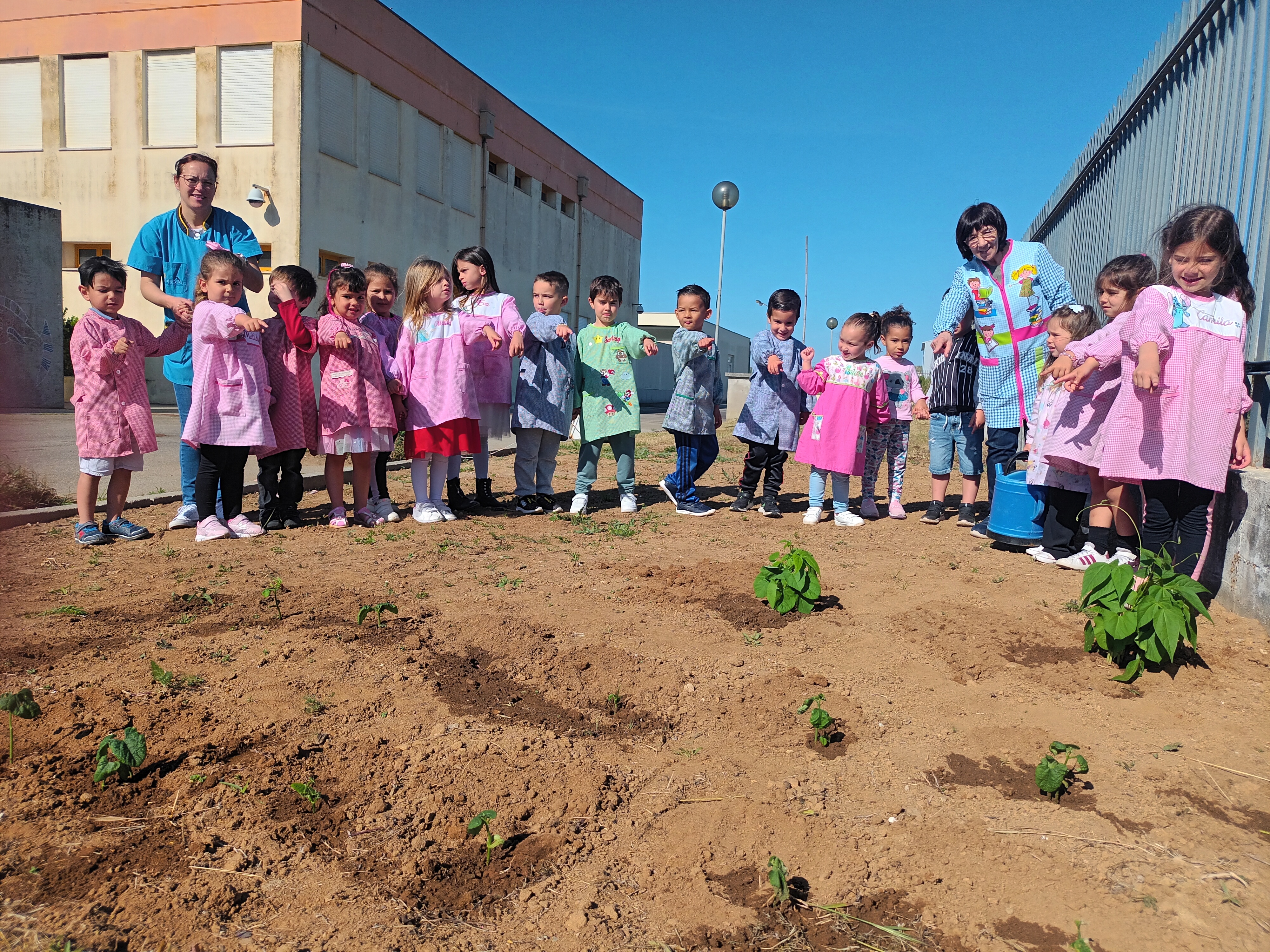 Plantação dos feijoeiros no espaço exterior depois do acompanhamento da germinação em sala de aula com feijões cedidos pelos encarregados de educação.