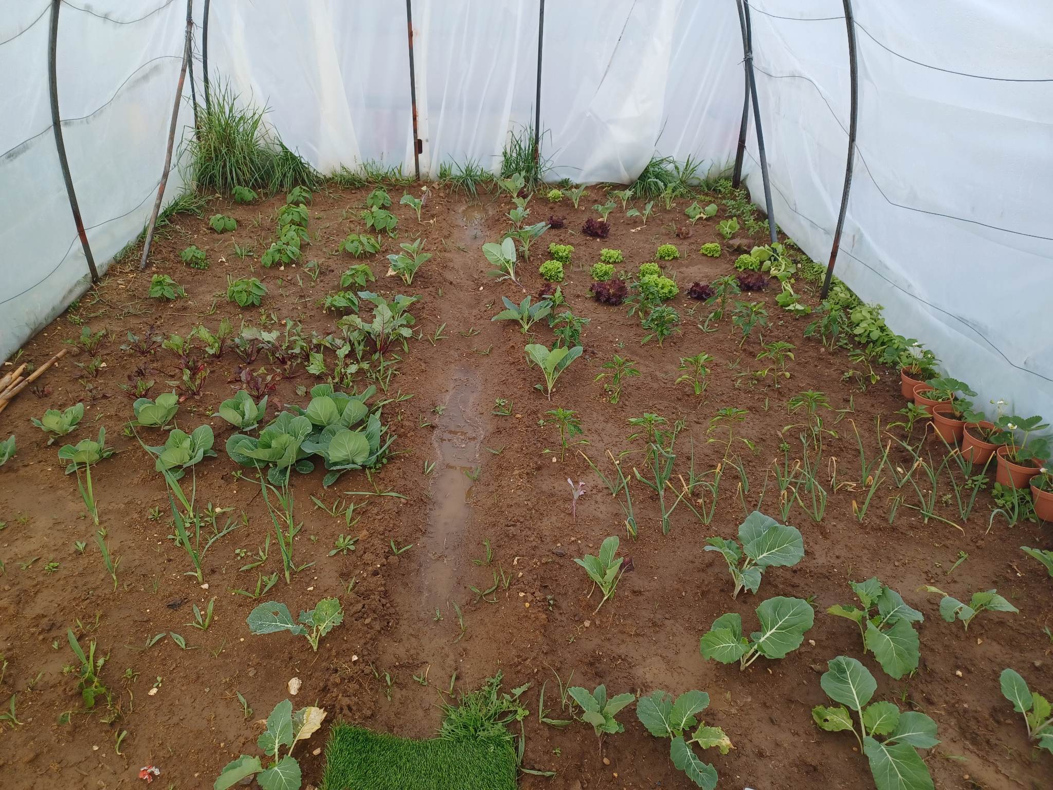 Resultado da plantação após a interrupção da Páscoa