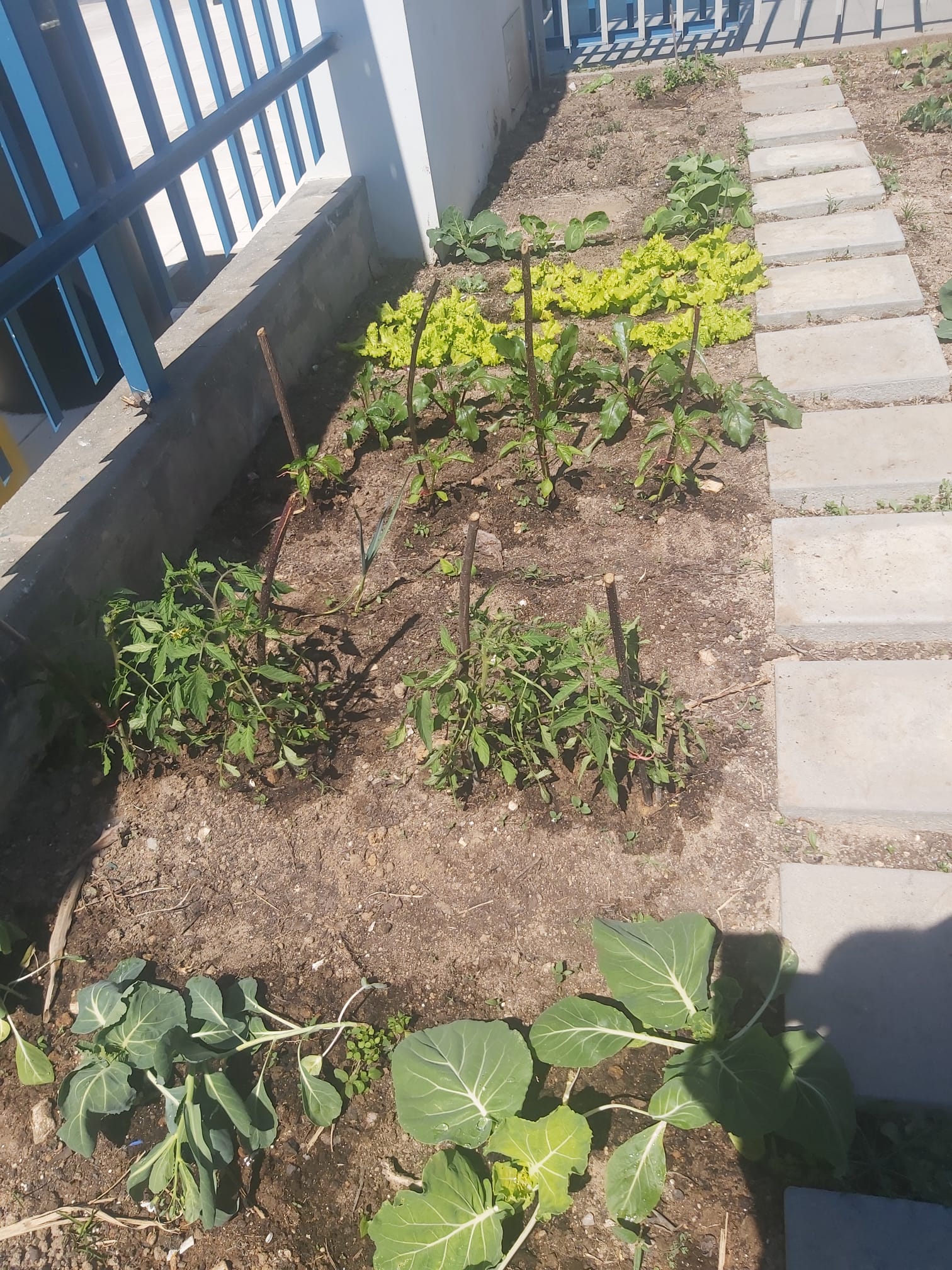 Começam a surgir os resultados das nossas plantações.
Plantas tratadas com carinho, crescem rapidinho!