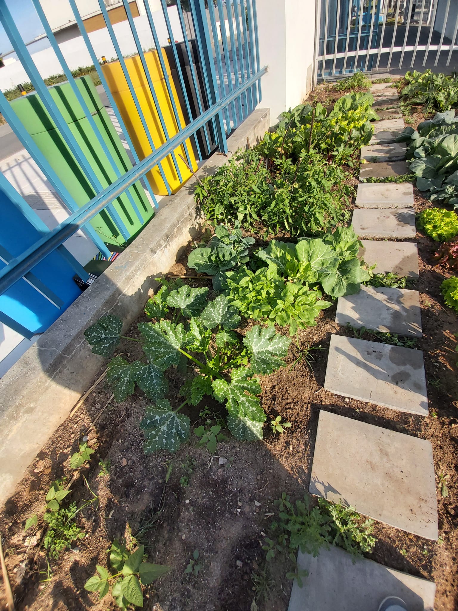 Começam a surgir os resultados das nossas plantações.
Plantas tratadas com carinho, crescem rapidinho!