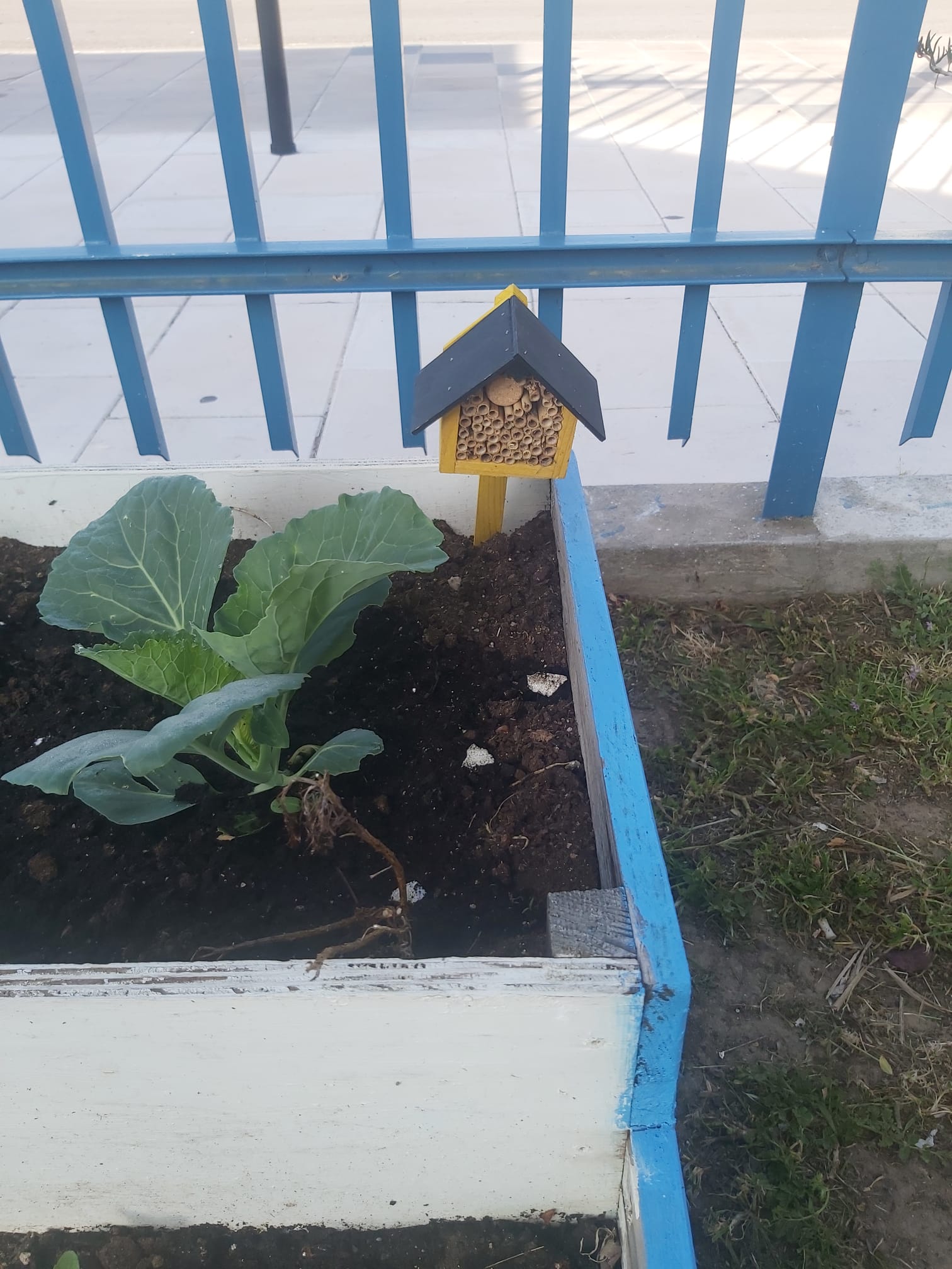 Começam a surgir os resultados das nossas plantações.
Plantas tratadas com carinho, crescem rapidinho!