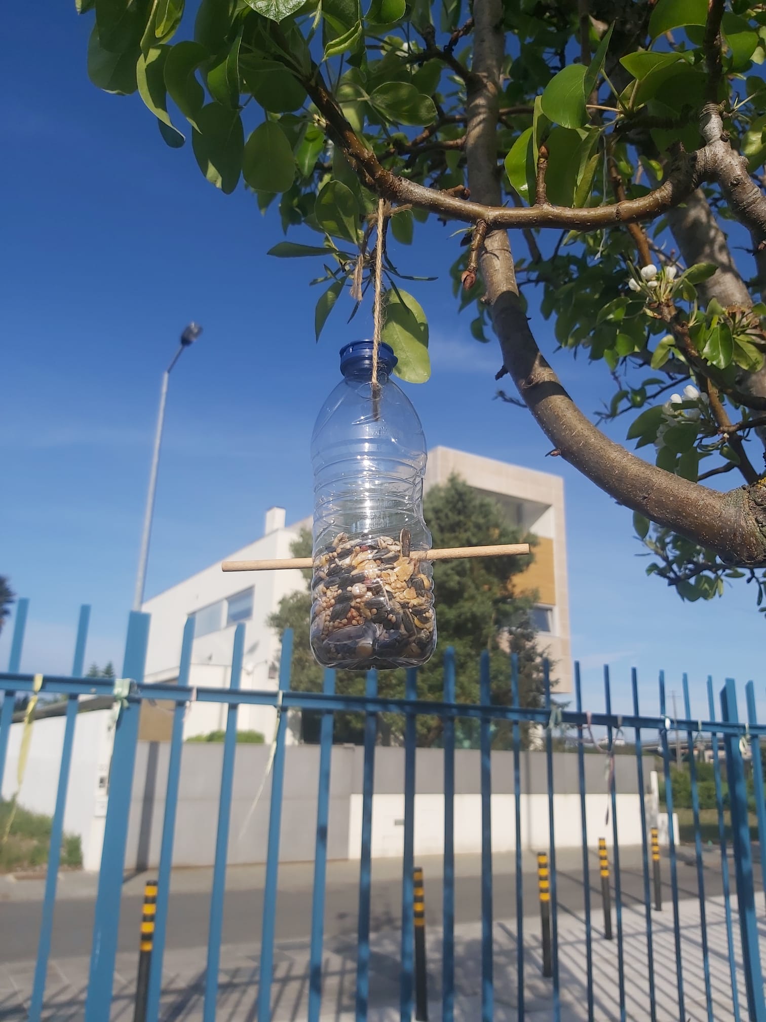 Começam a surgir os resultados das nossas plantações.
Plantas tratadas com carinho, crescem rapidinho!