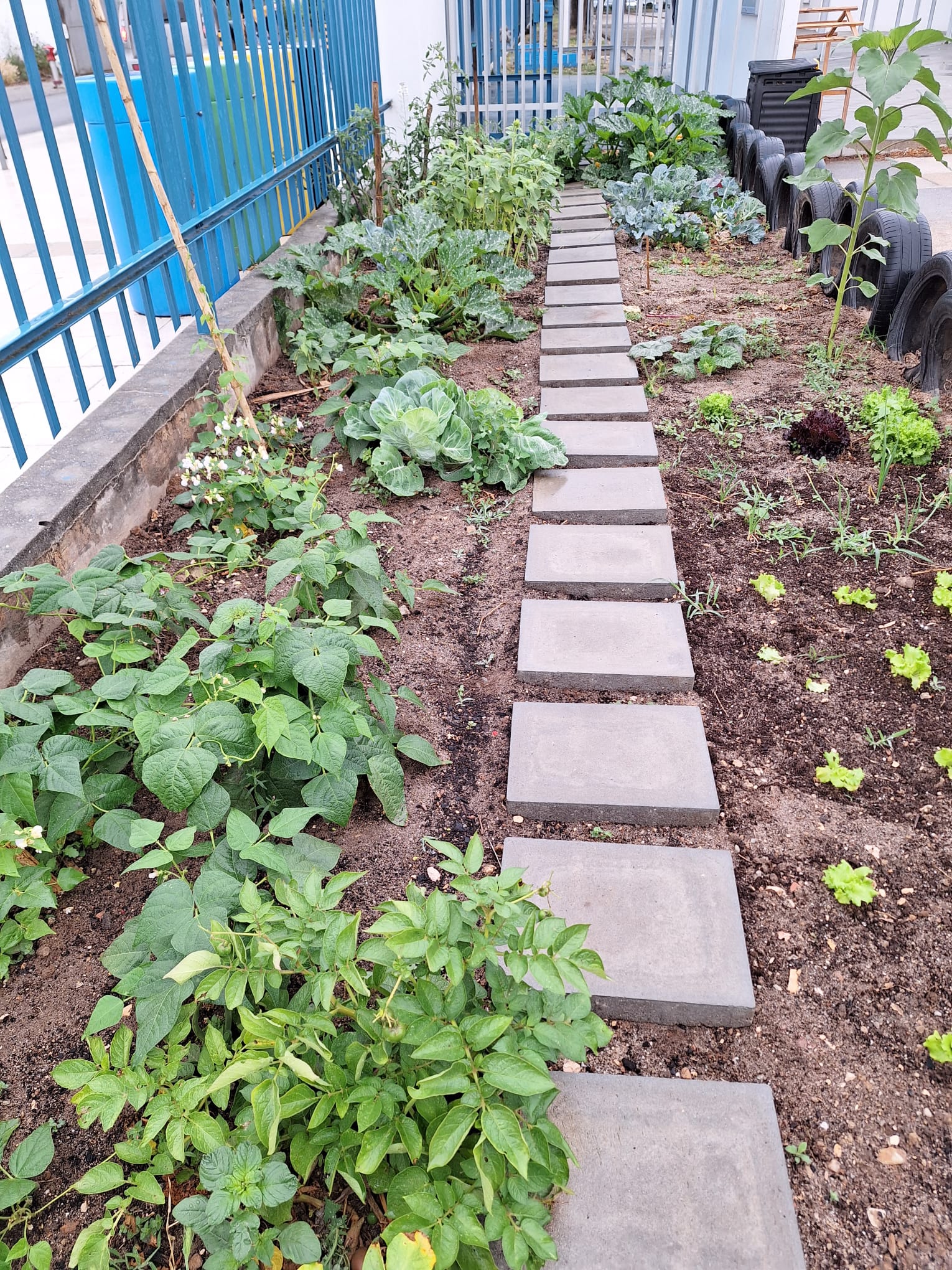 A nossa horta floresceu e deu origem a belos legumes.
Aproveitamos para ajudar o nosso Nilton a construir o seu castelo. Um aluno do agrupamento que teve um AVC e que precisa de obras na sua casa para que possa viver confortavelmente.
