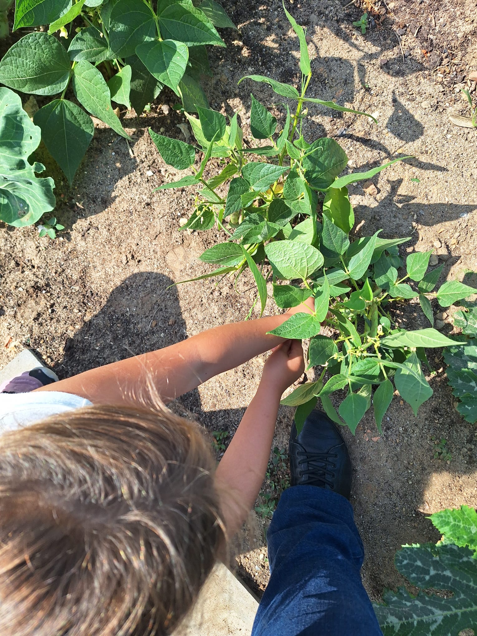 A nossa horta floresceu e deu origem a belos legumes.
Aproveitamos para ajudar o nosso Nilton a construir o seu castelo. Um aluno do agrupamento que teve um AVC e que precisa de obras na sua casa para que possa viver confortavelmente.