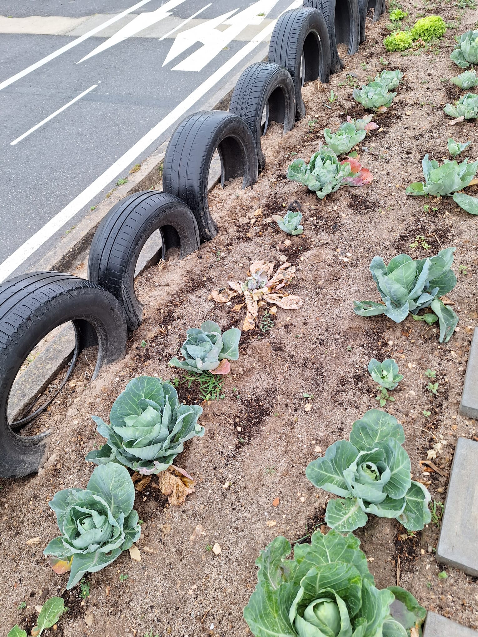 A nossa horta floresceu e deu origem a belos legumes.
Aproveitamos para ajudar o nosso Nilton a construir o seu castelo. Um aluno do agrupamento que teve um AVC e que precisa de obras na sua casa para que possa viver confortavelmente.
